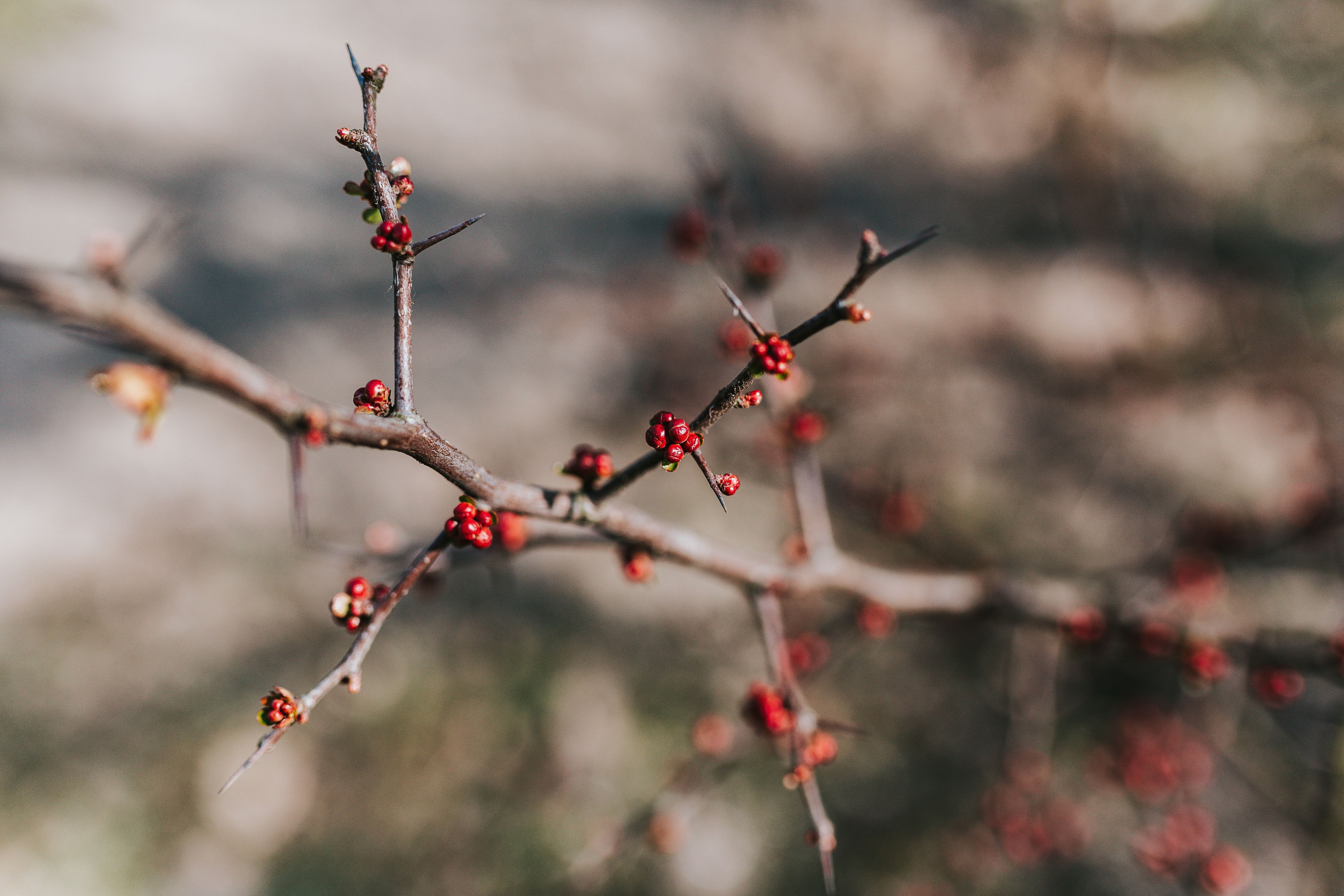 macro, autumn, trees, cold - Temperature, season, fruit, logs, winter, close-up, red, frost, food and drink, tree, branch, wood, freshness, outdoors, healthy eating, HD Wallpaper