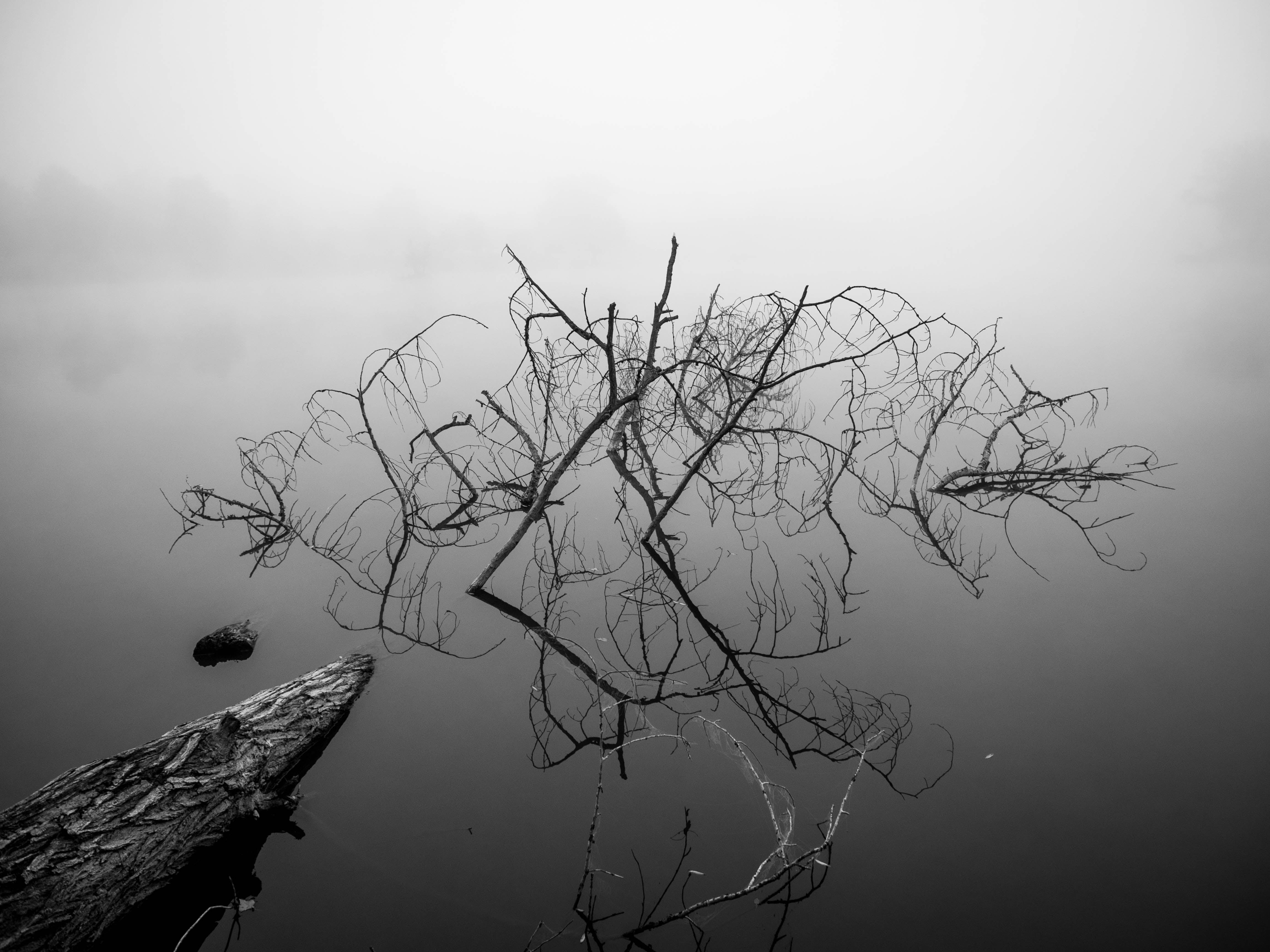 nature, water, photo, grayscale, tree, forest, spooky, body, dead, 4K, HD Wallpaper