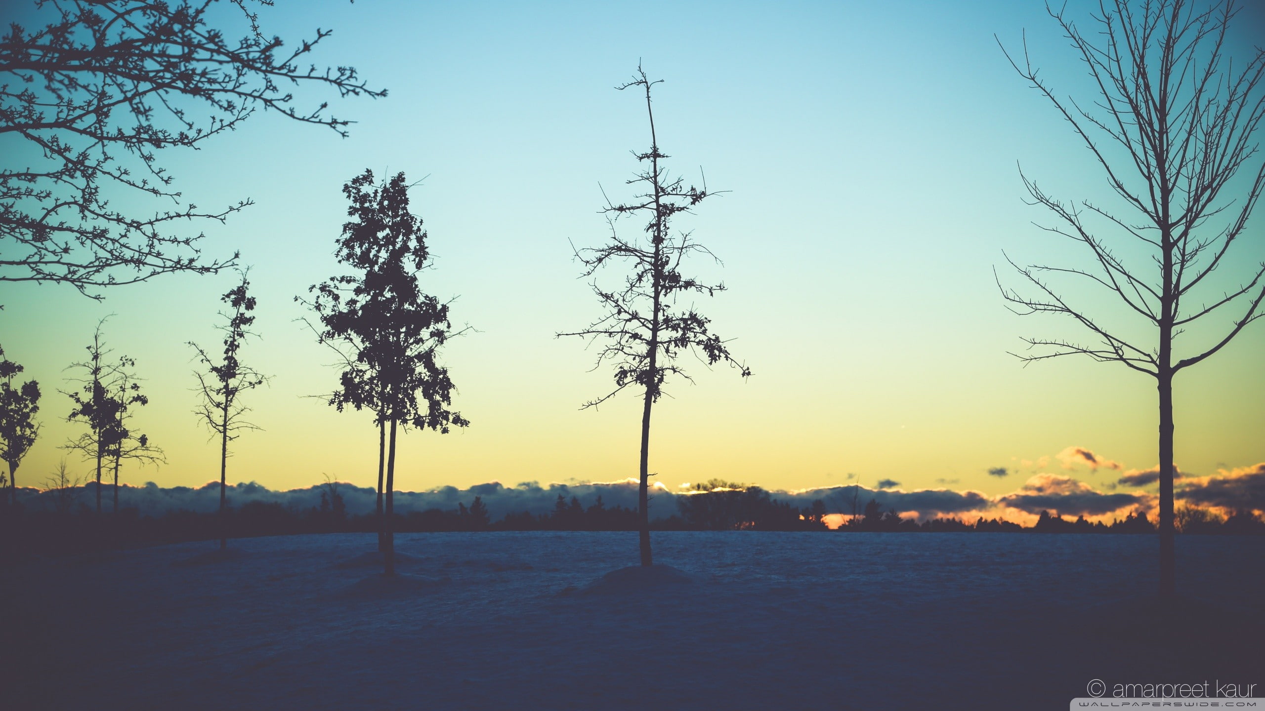 trees, landscape, 2K, dead trees, HD Wallpaper