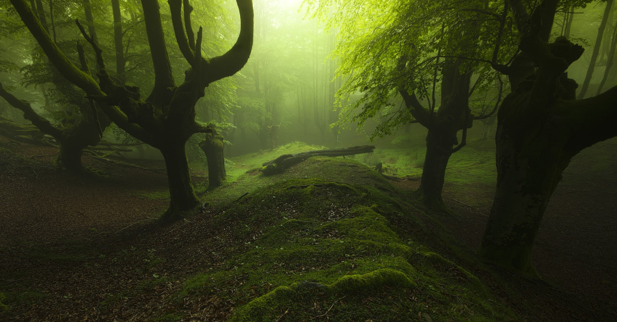 mist, nature, trees, landscape, moss, hills, sunlight, forest, dead trees, 1080P, leaves, HD Wallpaper