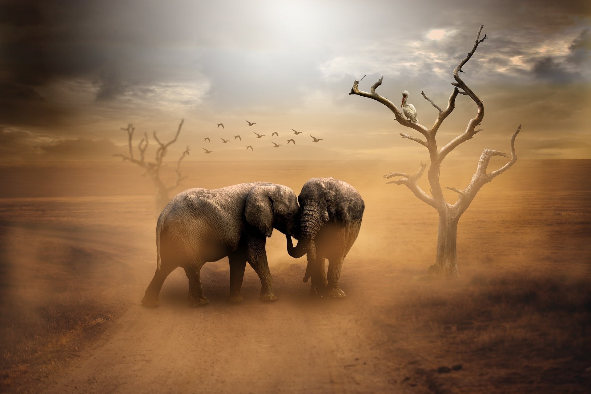1080P, Bird, Manipulation, Animal, Dead Tree, Elephant, HD Wallpaper