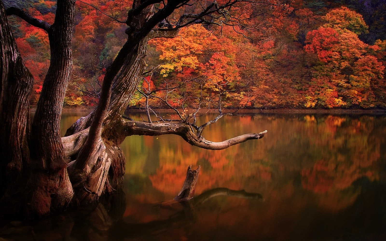 water, 720P, landscape, colorful, dead trees, trees, lake, South Korea, nature, forest, reflection, fall, HD Wallpaper