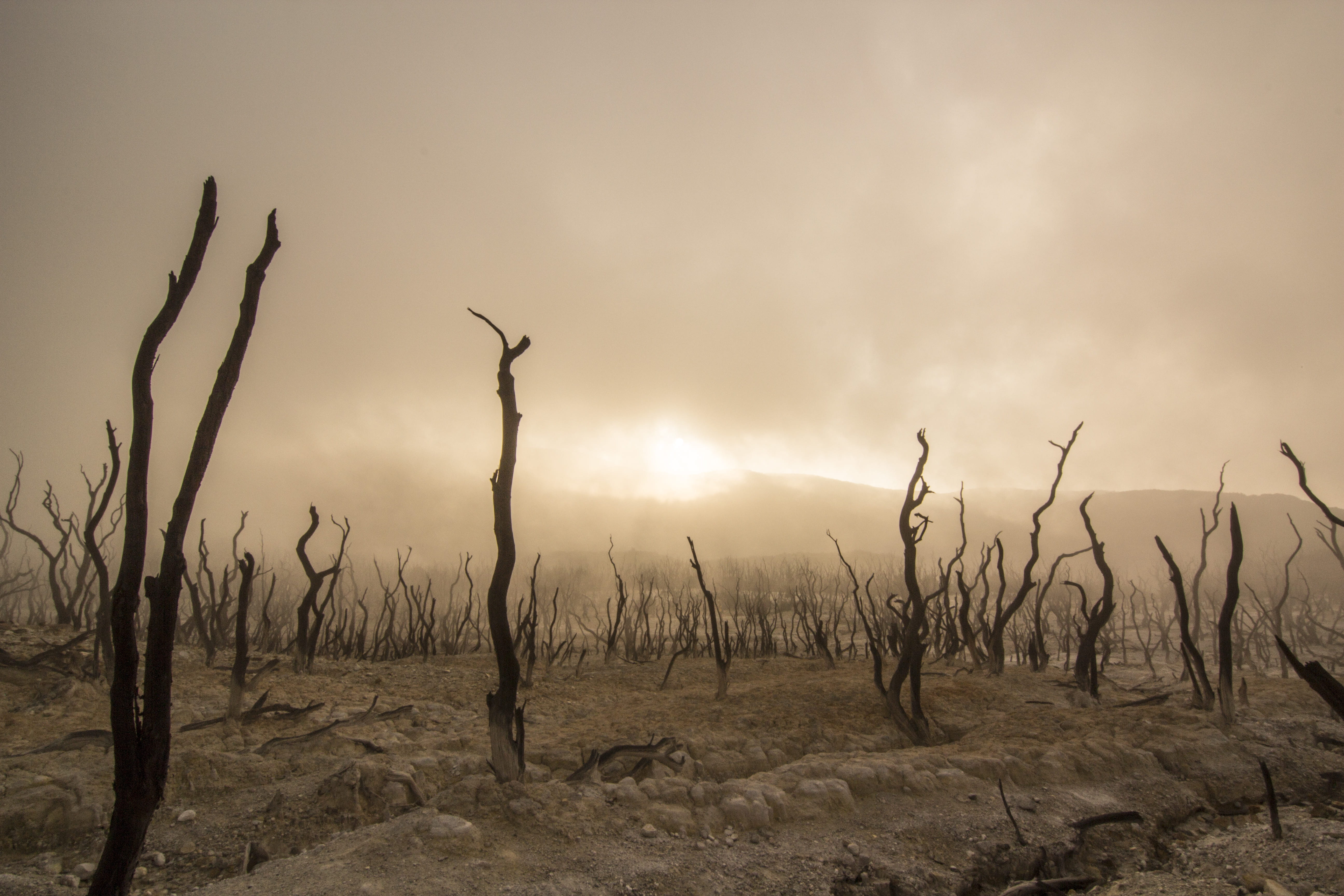 dusty, tree branch, outdoors, overcast, dirt, 5K, brown, photo, sepia, environment, sky, growth, photography, nature, landscape, dead Plant, plant, barren, HD Wallpaper
