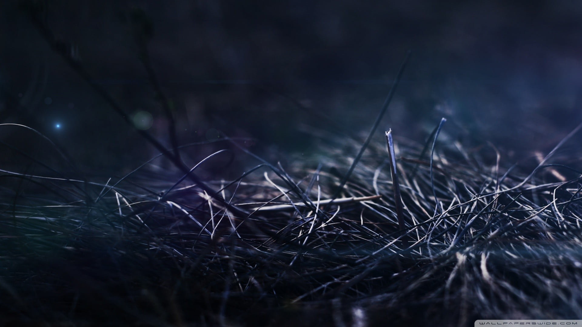 fragility, twig, forest, dead plant, field, no people, land, outdoors, tree, plant, tranquility, complexity, growth, 1080P, grass, plants, vulnerability, HD Wallpaper