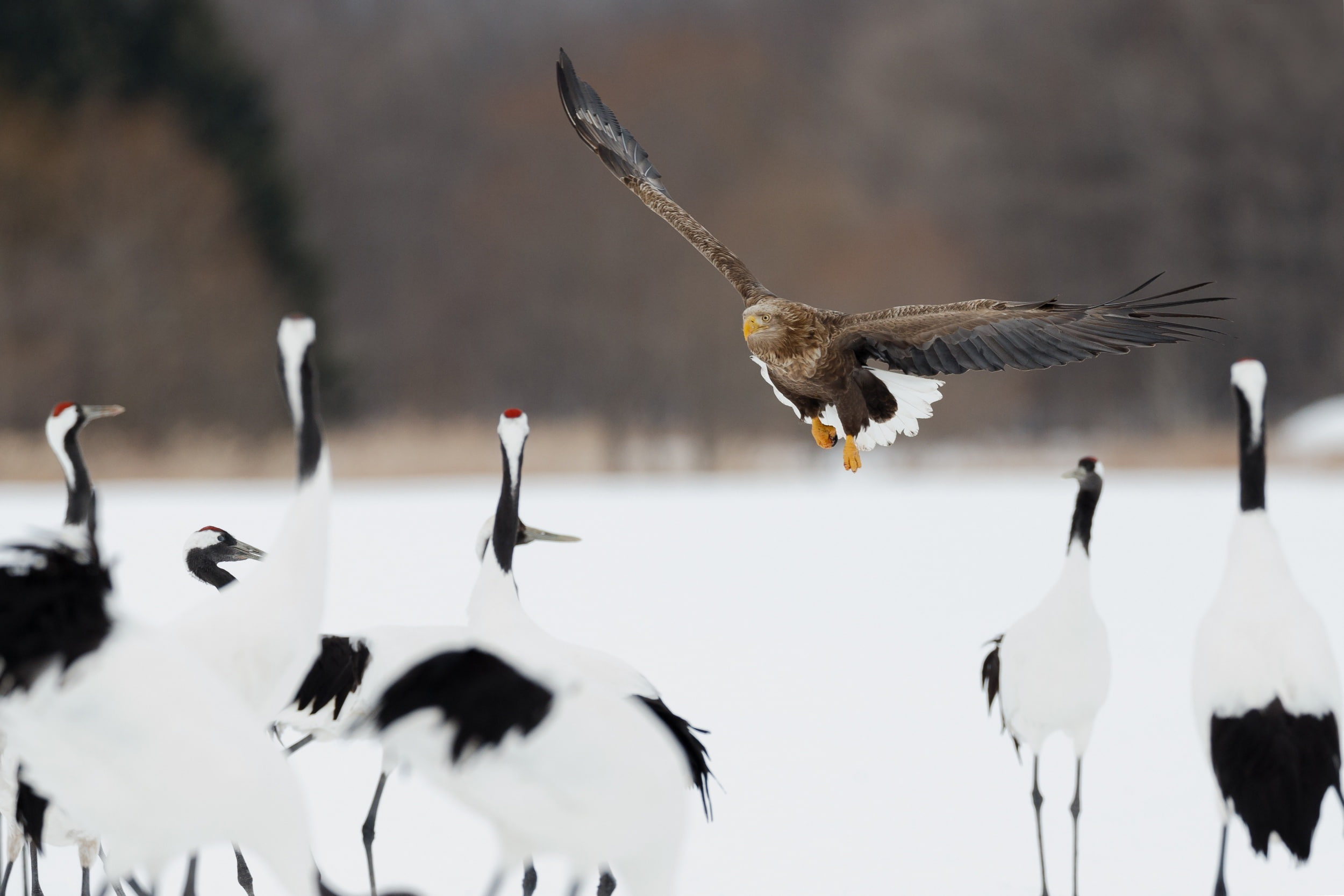 1080P, Air-raid alarm, predator, air RAID, flight, bird, plaque, HD Wallpaper