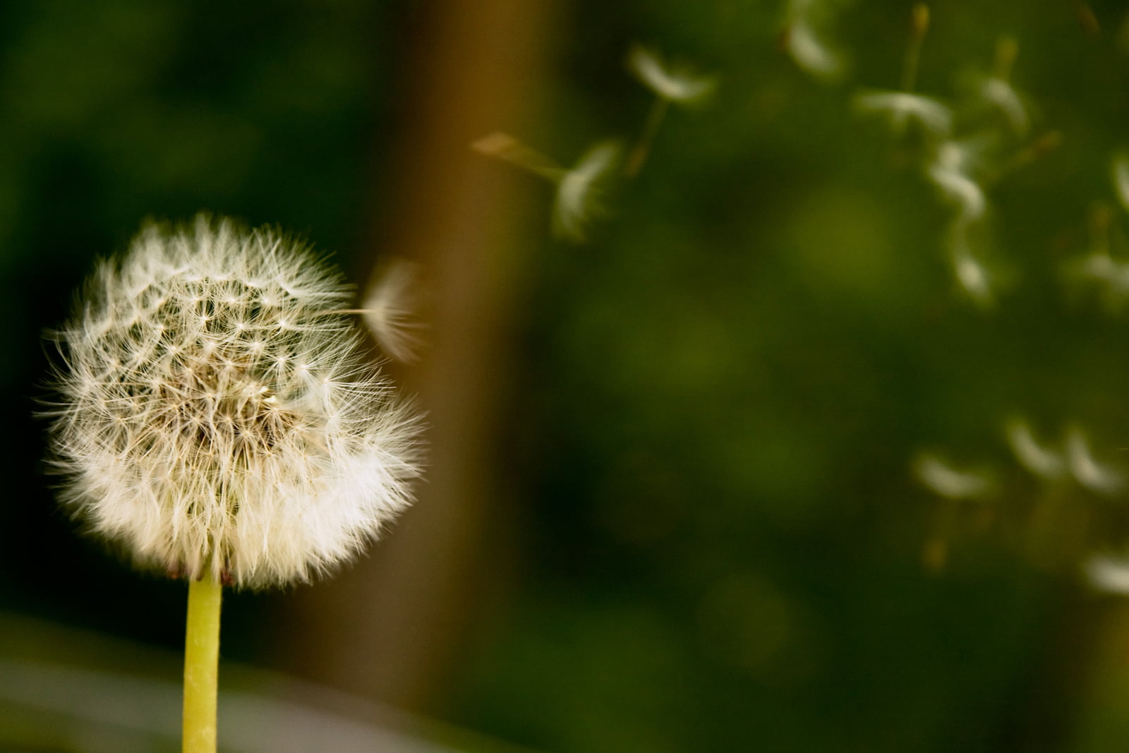 dandelion, fly, white, seed, Blowing, blur, macro, flower, close-up, fluffy, summer, nature, green Color, plant, umbrellas, 720P, single Flower, HD Wallpaper