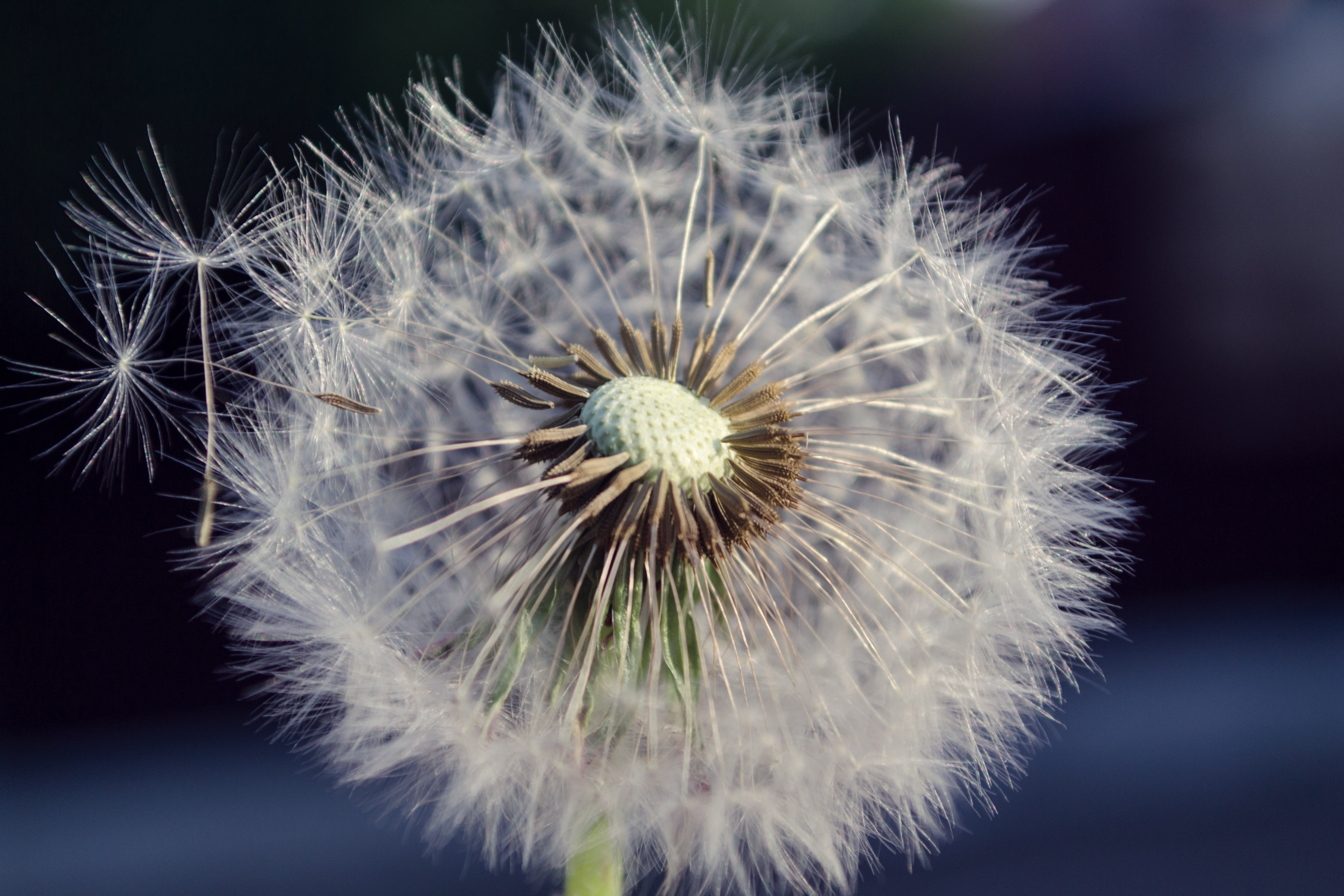 softness, vulnerability, single Flower, inflorescence, outdoors, seed, white color, summer, nature, flowering plant, blossom, 4K, bright, growth, fragility, HD Wallpaper