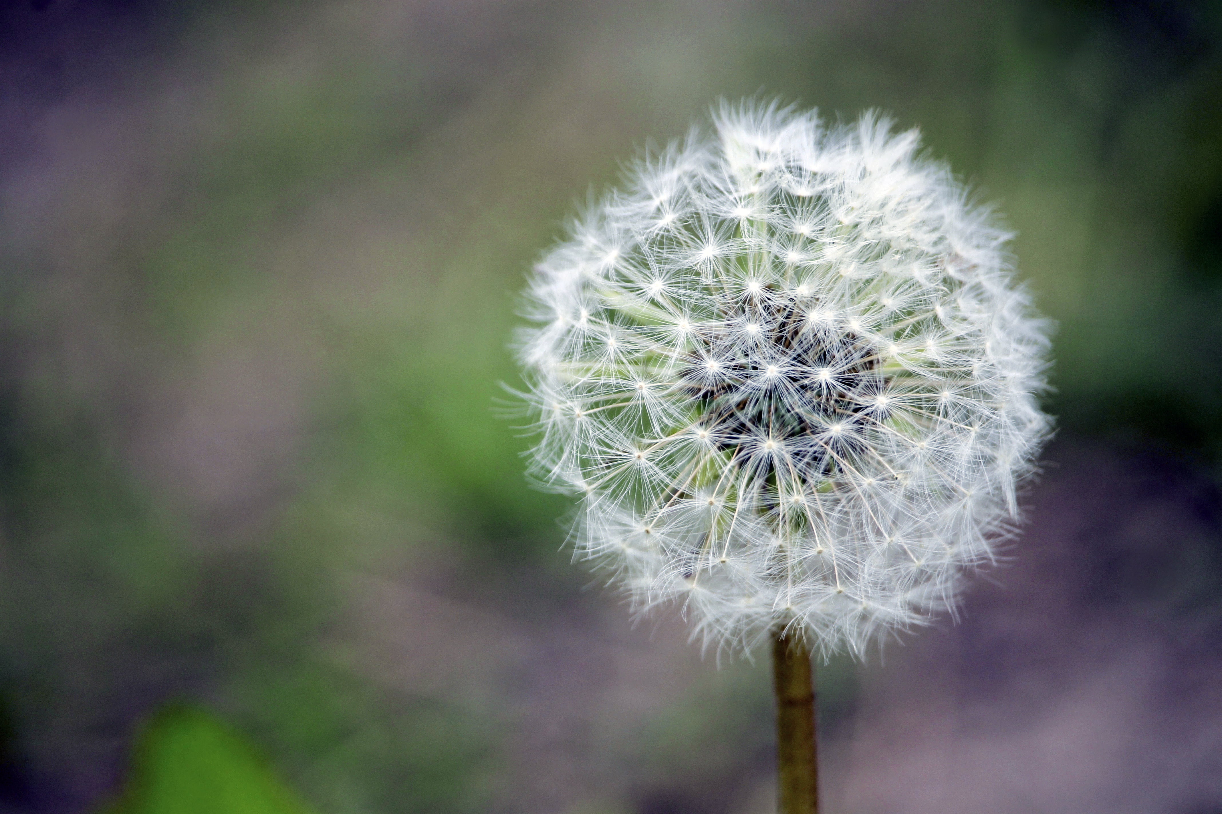 seed, blossom, day, plant, growth, softness, green Color, meadow, vulnerability, white, fluffy, white color, grass, focus on foreground, fragility, single Flower, HD Wallpaper