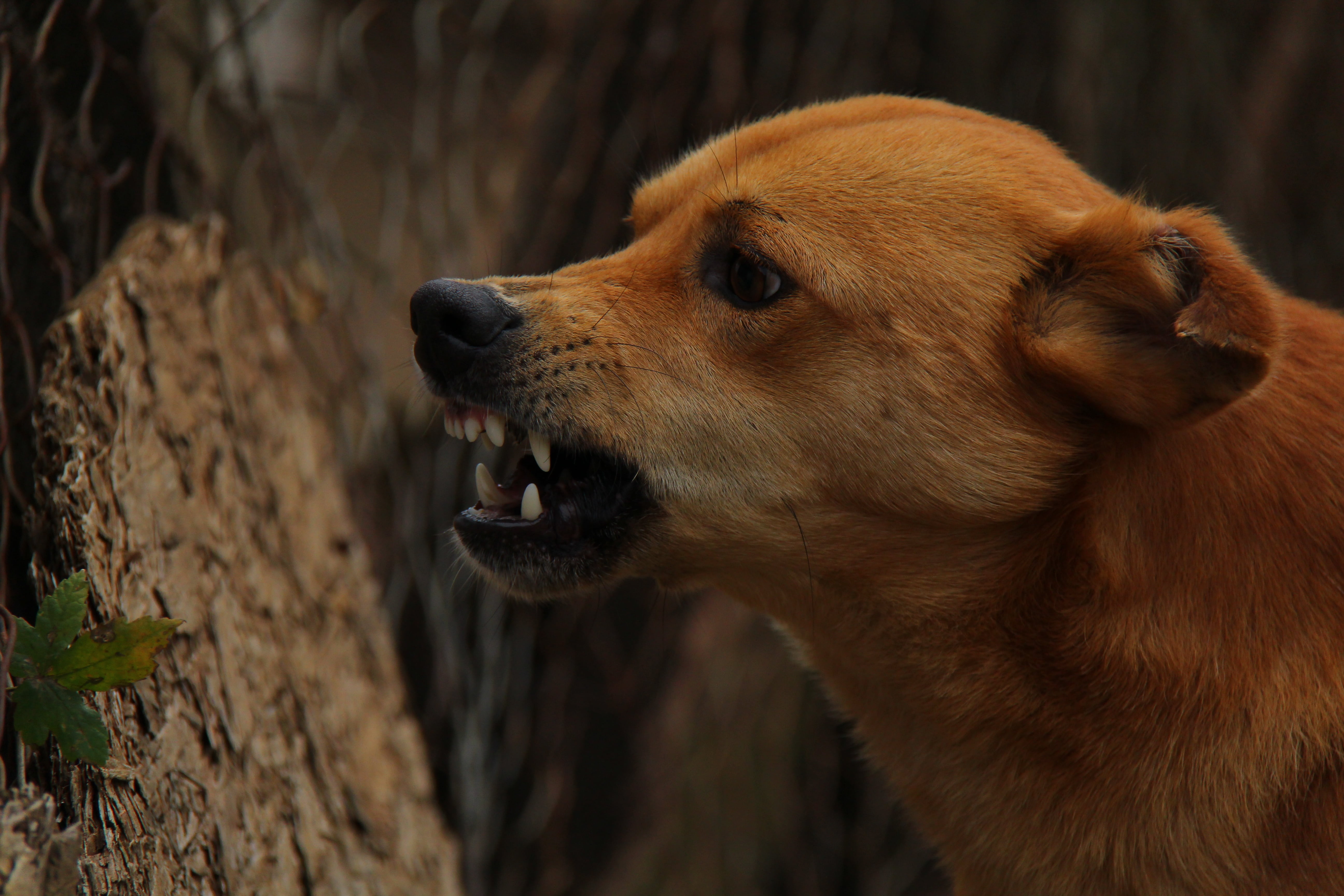 furious, canine, profile view, side view, animal themes, angry, looking, close-up, brown, one animal, animal, standing, short, rage, mammal, pets, violent, HD Wallpaper