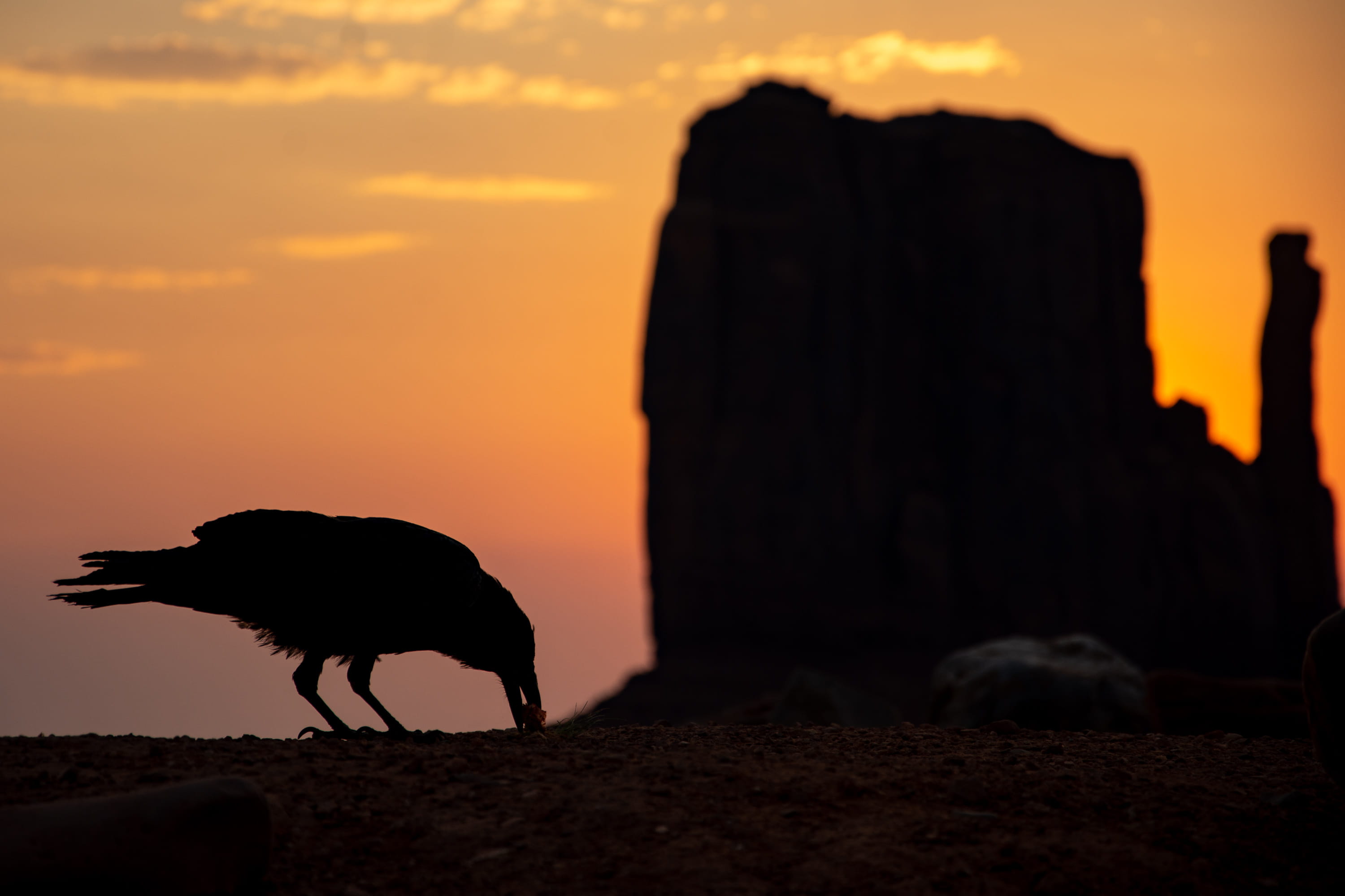 domestic animals, vertebrate, united states, sky, pets, canine, rock - object, rock, domestic, herbivorous, mammal, standing, orange color, 2K, silhouette, HD Wallpaper