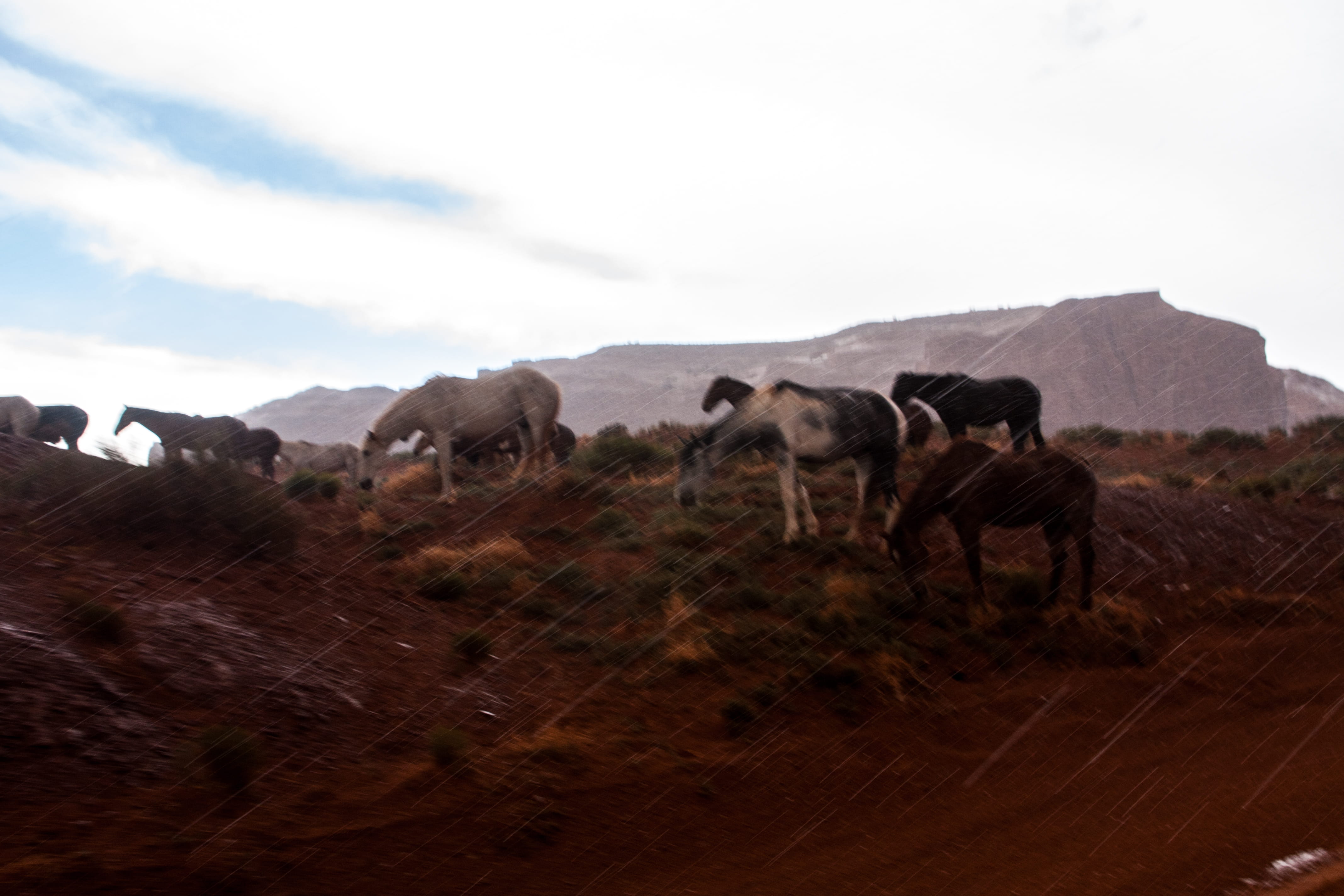sky, animal wildlife, domestic animals, herbivorous, united states, mammal, herd, cloud - sky, landscape, livestock, environment, 4K, animals in the wild, HD Wallpaper