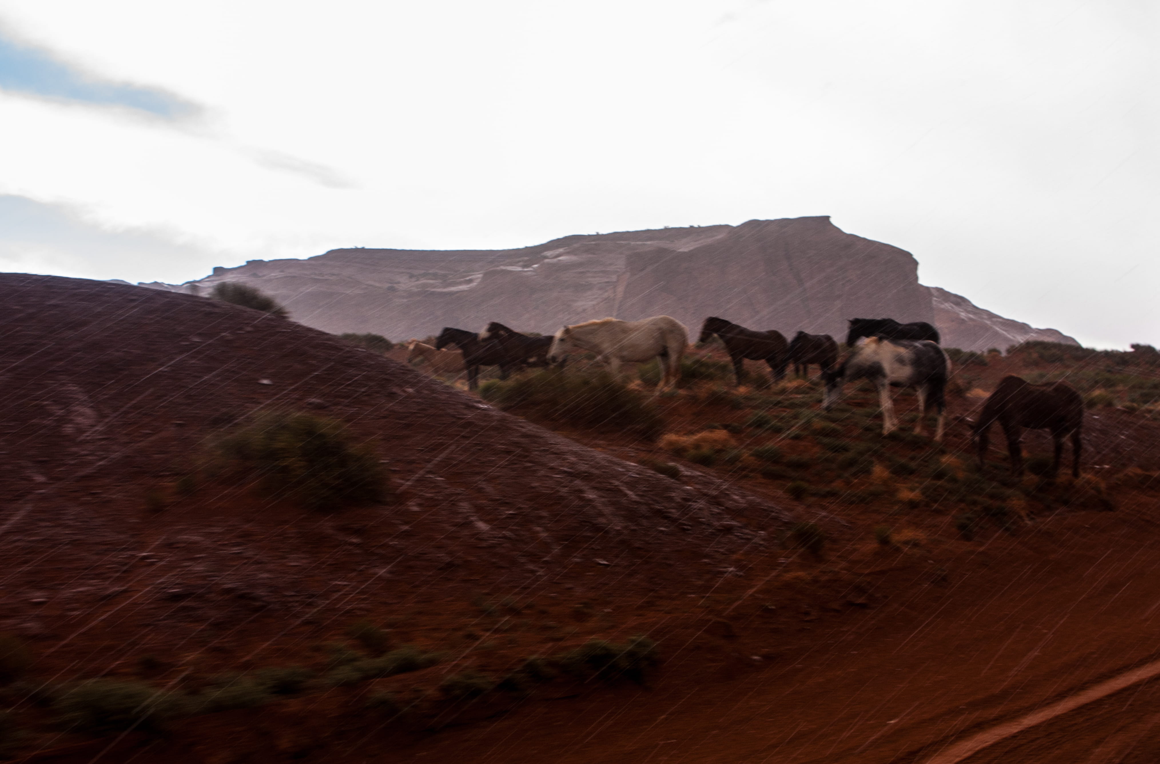 animal, herd, mammal, animals in the wild, livestock, group of animals, cloud - sky, animal wildlife, united states, no people, domestic animals, environment, HD Wallpaper