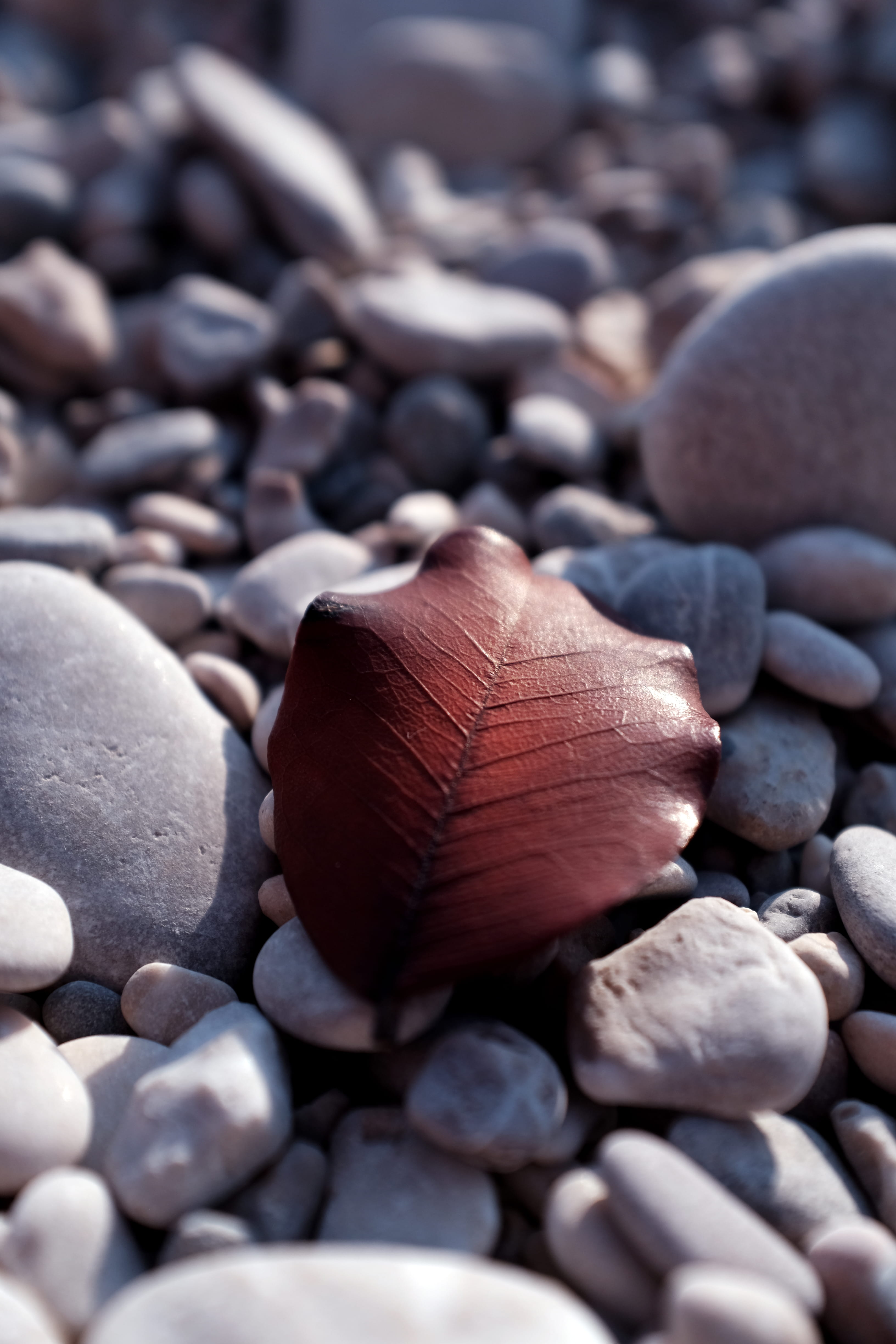 sea, leaf, beach, 4K, fethiye, large group of objects, day, solid, turkey, stone - object, pebble, full frame, abundance, rock, stones, land, high angle view, Phone HD Wallpaper