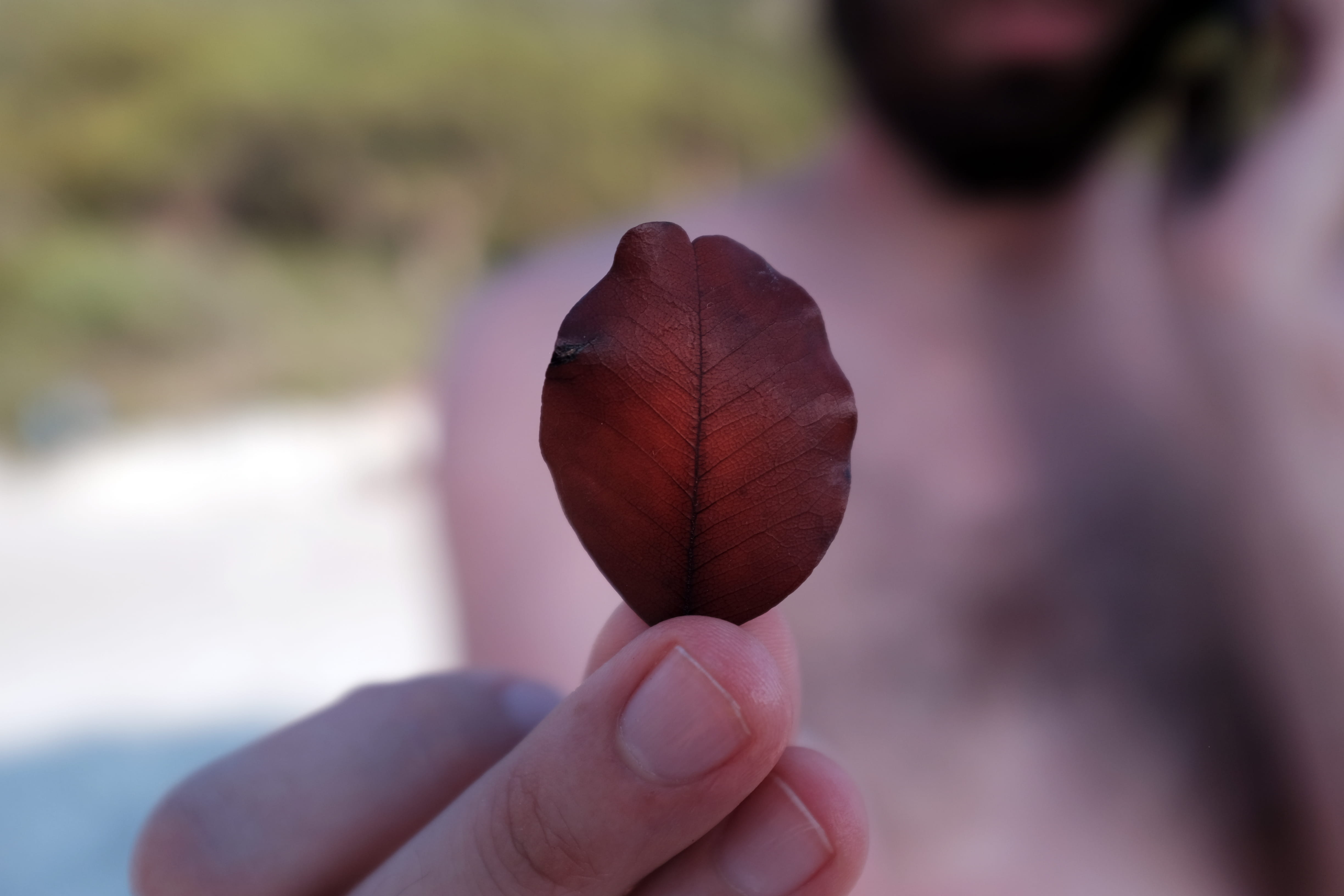 human body part, leaf, plant, one person, nature, human finger, fethiye, day, nail, hand, women, holding, focus on foreground, unrecognizable person, hold, HD Wallpaper
