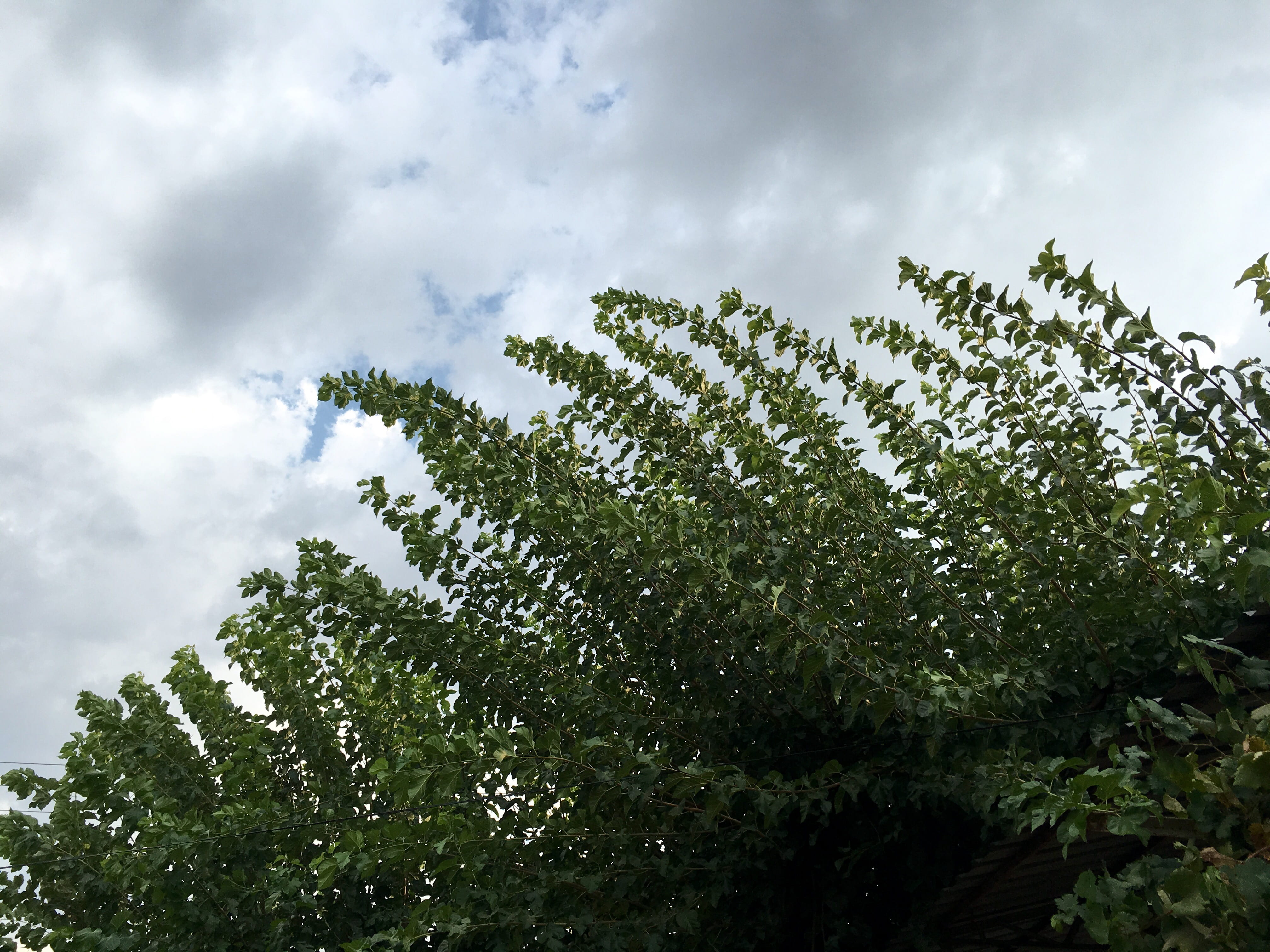beauty in nature, trees, nature, tranquility, low angle view, cloud - sky, plant part, turkey, green color, sky, treetop, leaf, tranquil scene, no people, HD Wallpaper