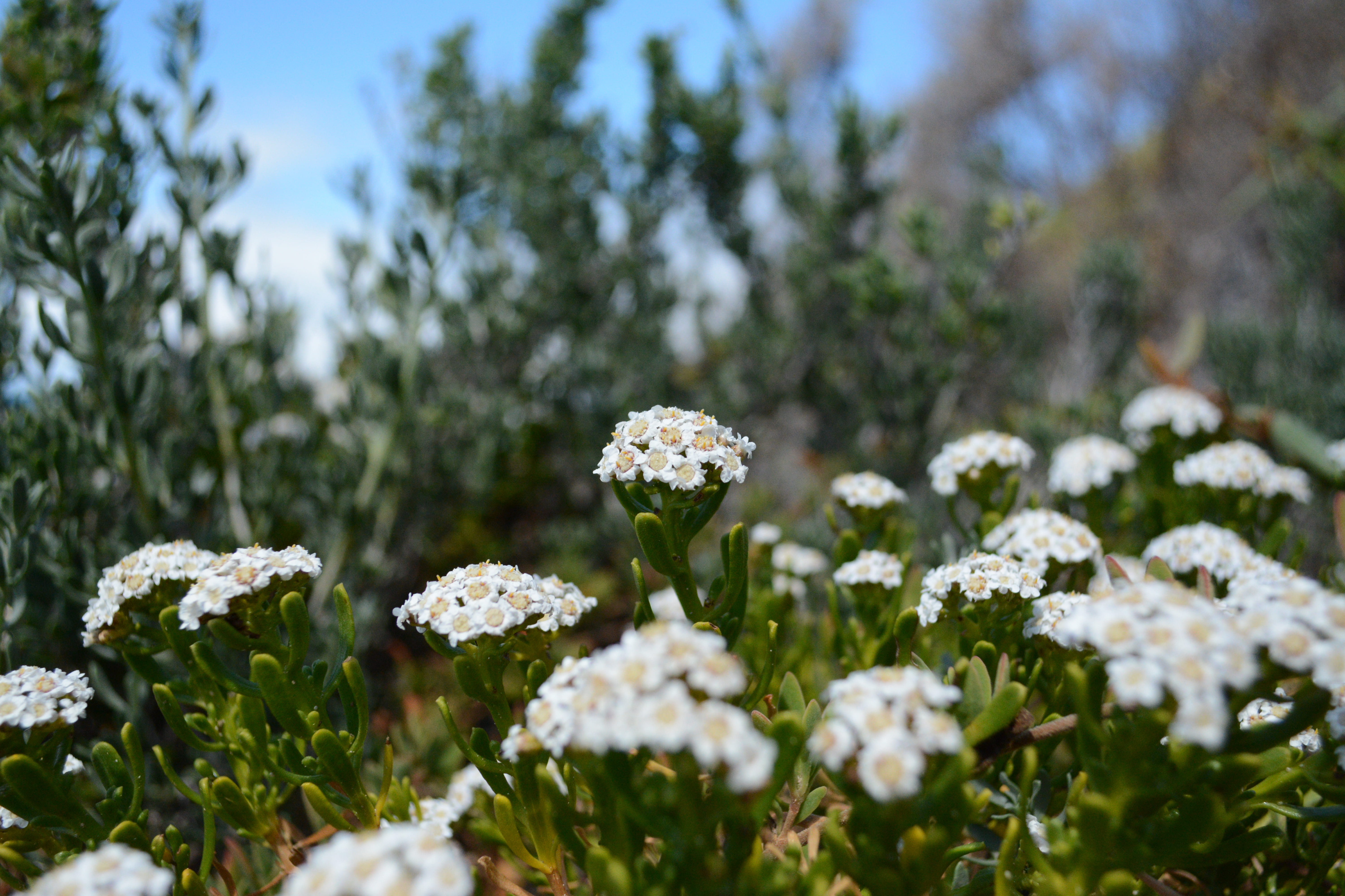 outdoors, flower, green color, freshness, small, vulnerability, field, focus on foreground, beachside, growth, selective focus, marion bay, pretty, plant, HD Wallpaper