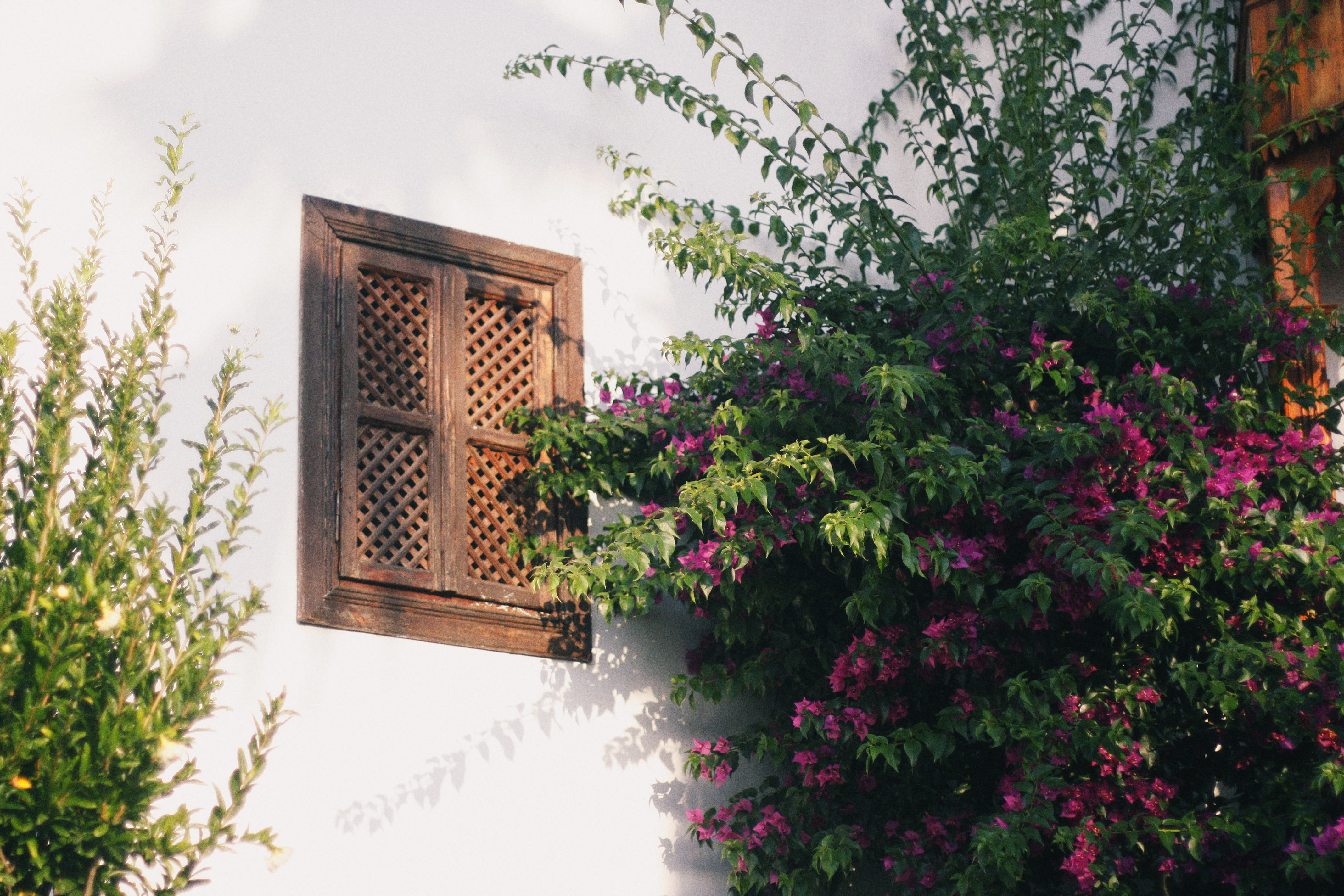oludeniz, building, flowering plant, nature, houseplant, window, tree, turkey, outdoors, growth, flower, sunlight, 4K, day, low angle view, summer, green color, HD Wallpaper