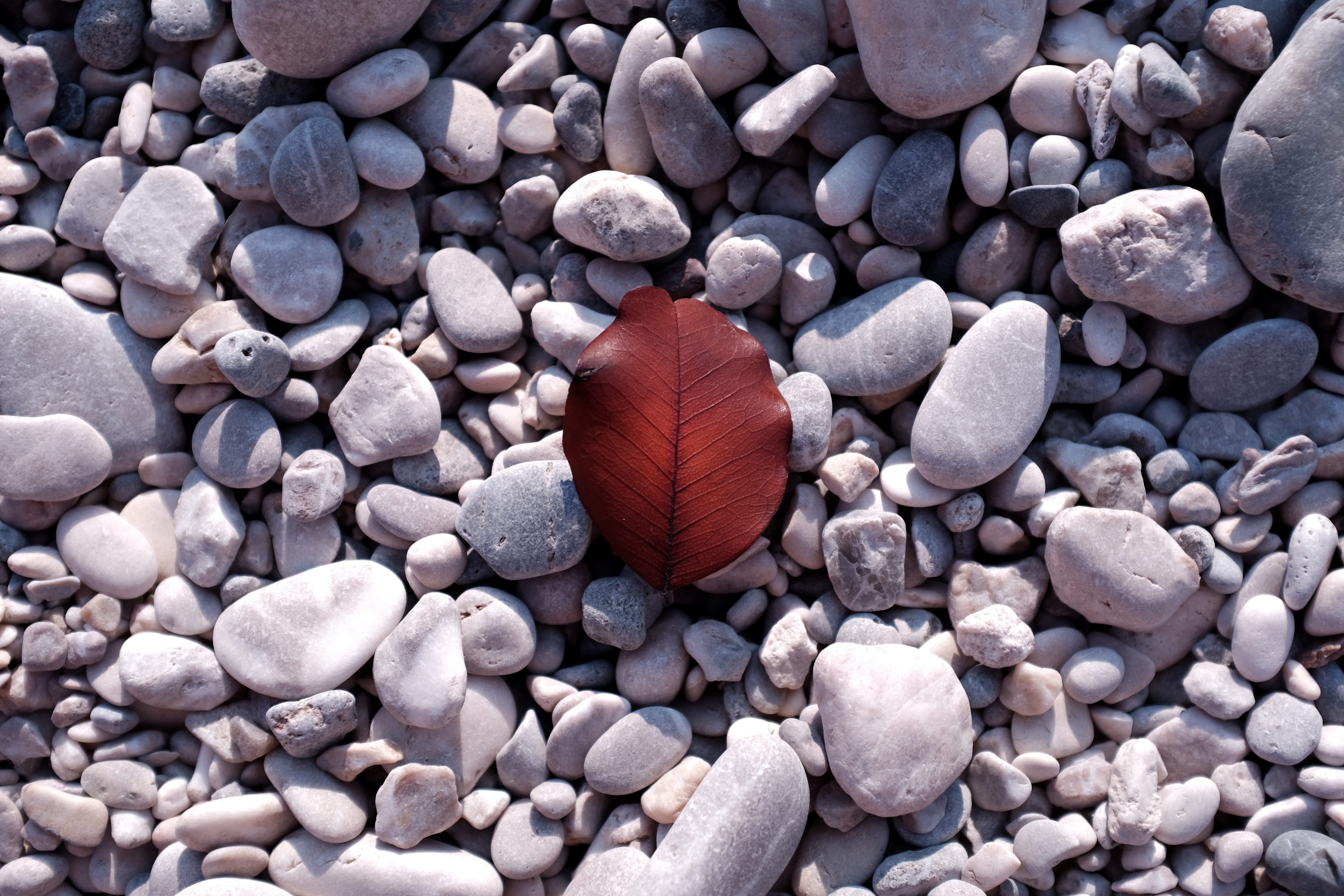 day, animal, rock - object, abundance, rock, outdoors, no people, close-up, stone, land, pebble, large group of objects, animals in the wild, high angle view, HD Wallpaper