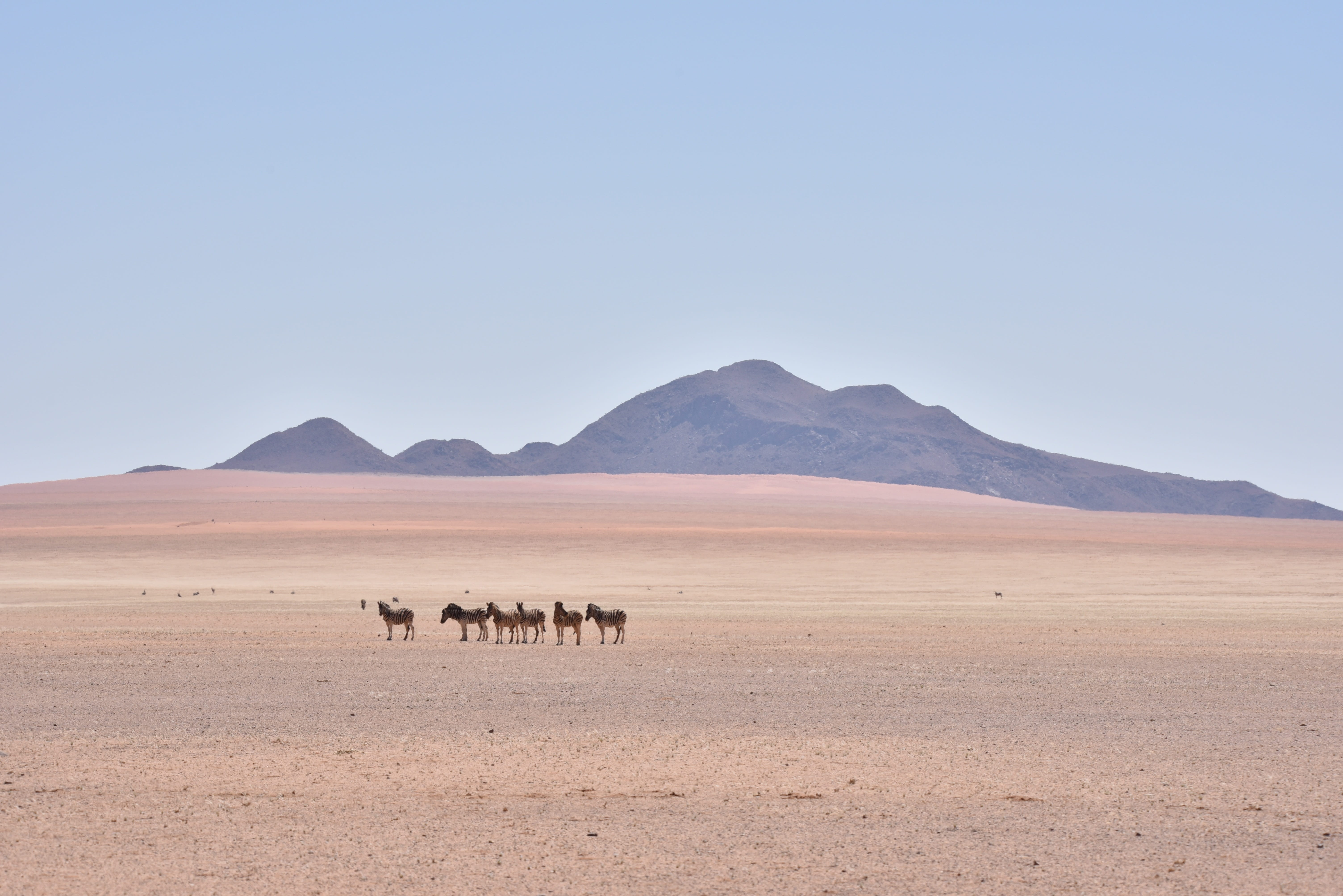 animal, zebra, scenics - nature, mammal, namibia, landscape, clear sky, herbivorous, arid climate, animal wildlife, environment, no people, day, group of animals, HD Wallpaper