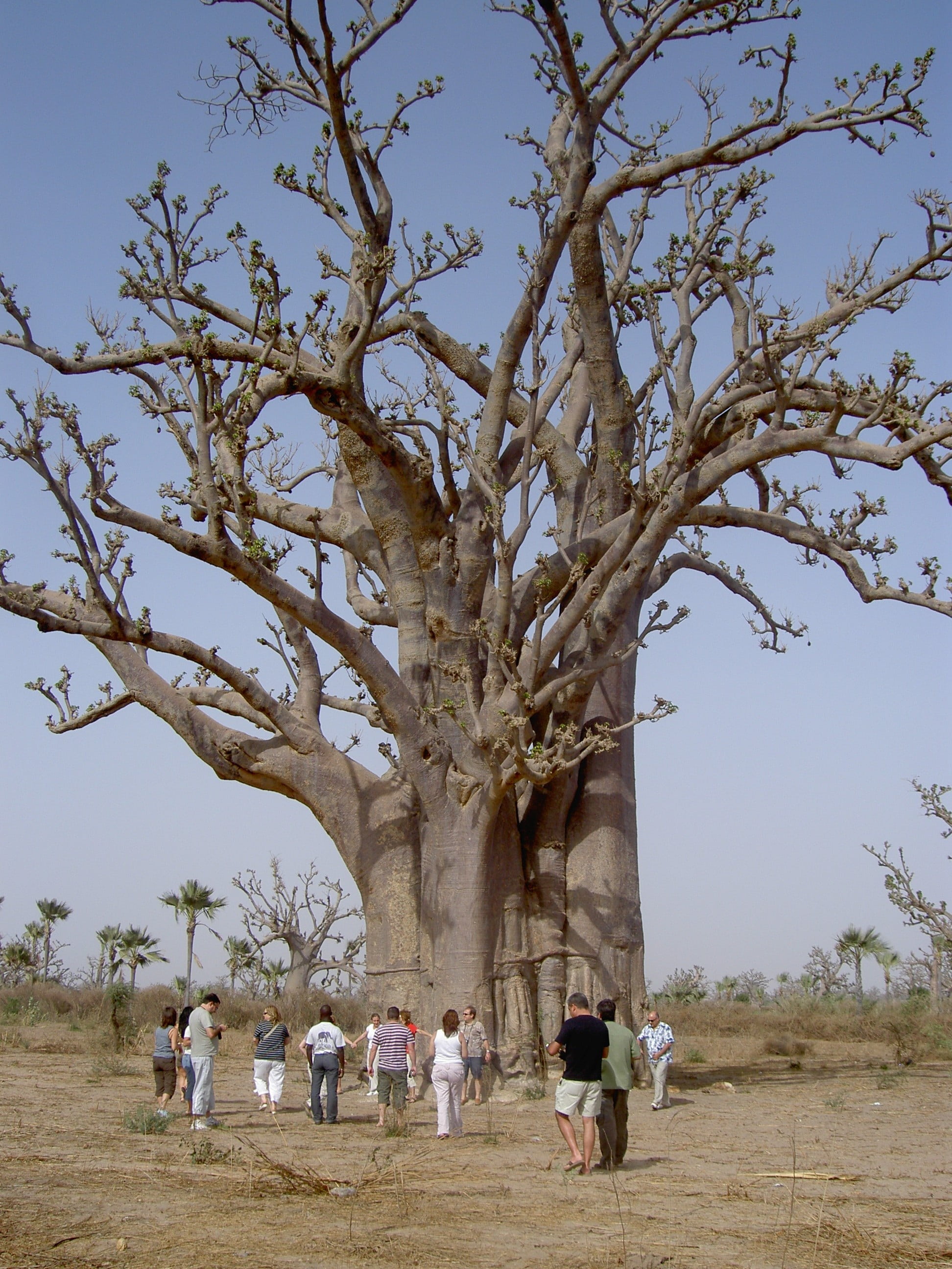 tree, tourism, outdoors, real people, group, branch, people, baobab, land, large, women, field, adult, landscape, medium group of people, men, nature, senegal, Phone HD Wallpaper