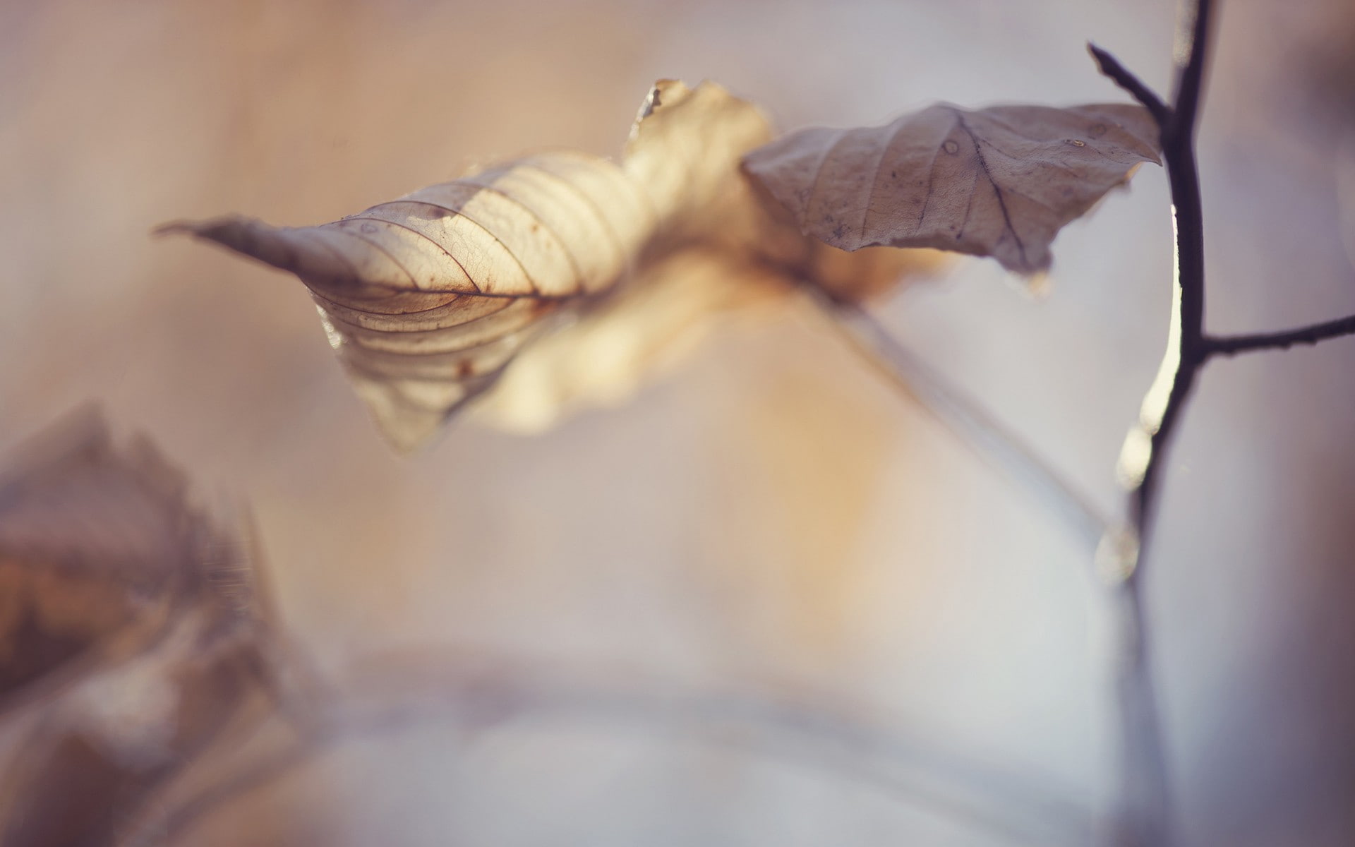 tree, day, plant, close-up, fragility, freshness, branch, change, dried, minimalism, beauty in nature, leaves, food and drink, fall, sheet, leaf, photography, HD Wallpaper