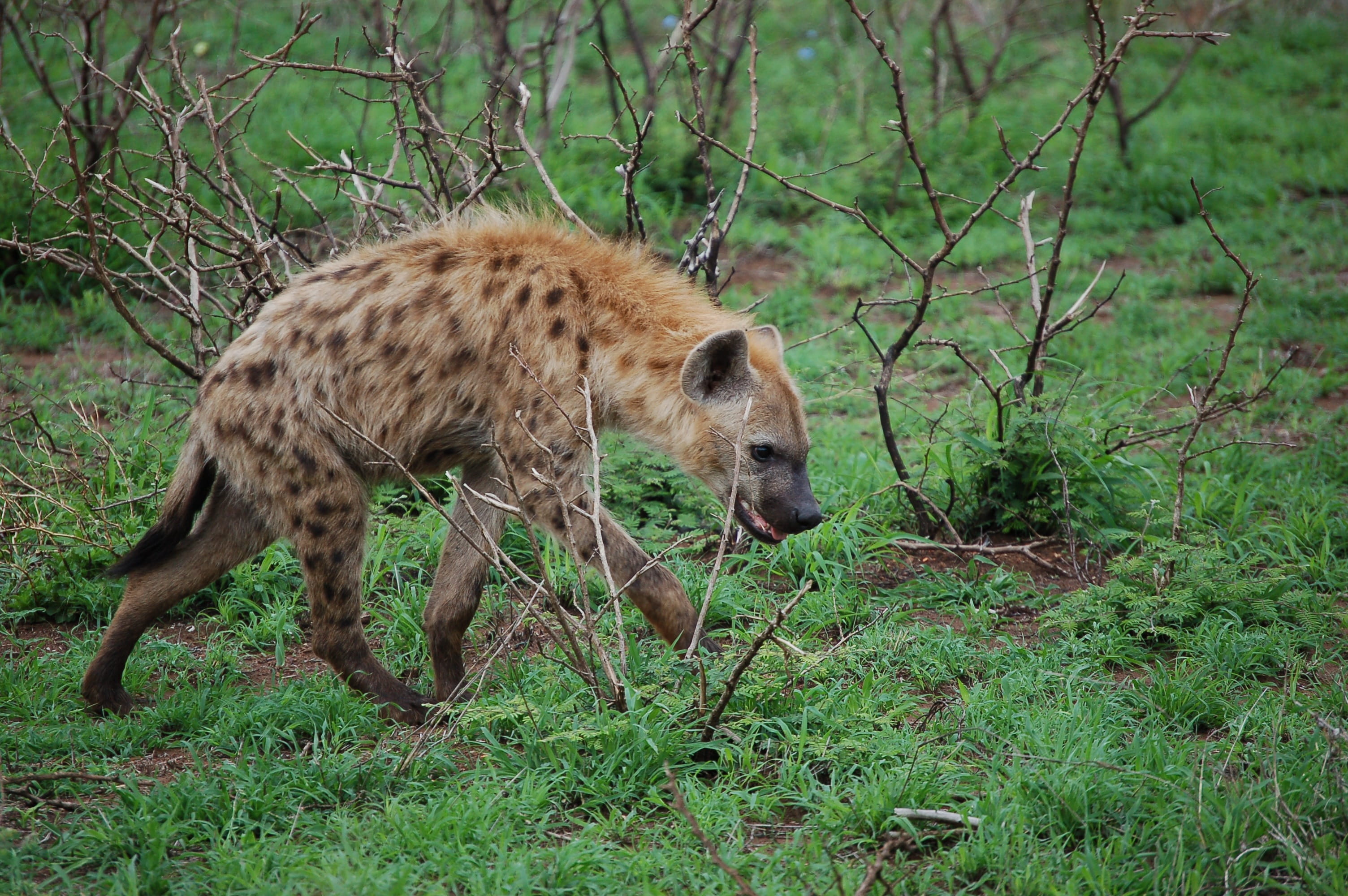 outdoors, africa, wild, one animal, animals in the wild, tree, thief, day, forest, green color, no people, grass, animal themes, vertebrate, spotted, predator, HD Wallpaper