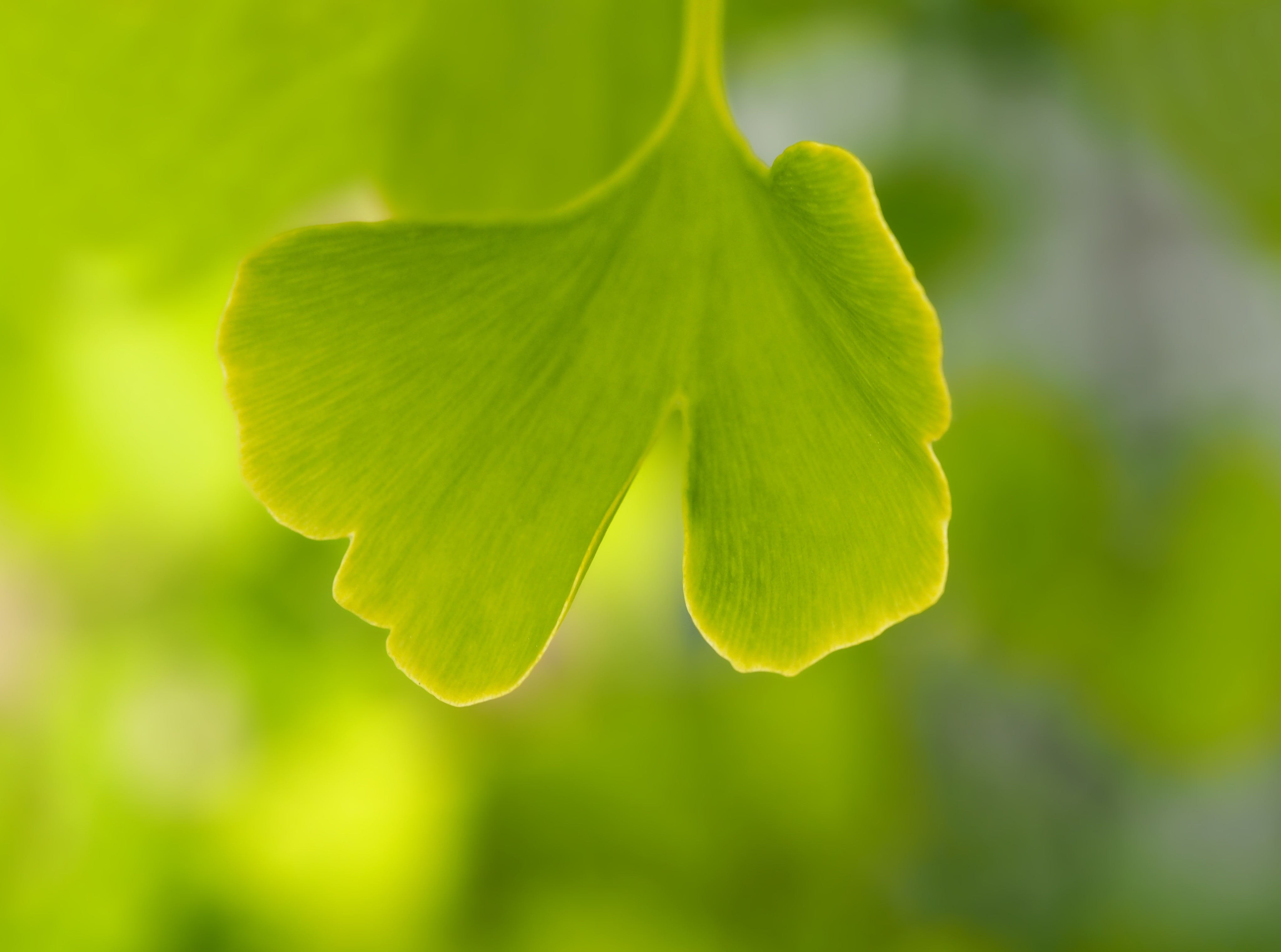 freshness, growth, Leaves, nature, medicinalplant, 4K, Tree, Branch, Green, yellow, Fresh, green color, selective focus, Spring, plant part, ginkgo, youngtree, HD Wallpaper