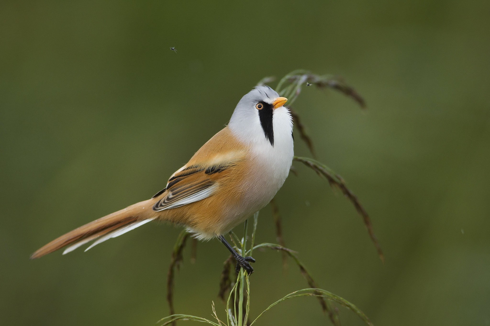 perching, no people, birds, animal themes, focus on foreground, photography, one animal, animal, beauty in nature, branch, zoology, day, outdoors, spread wings, HD Wallpaper