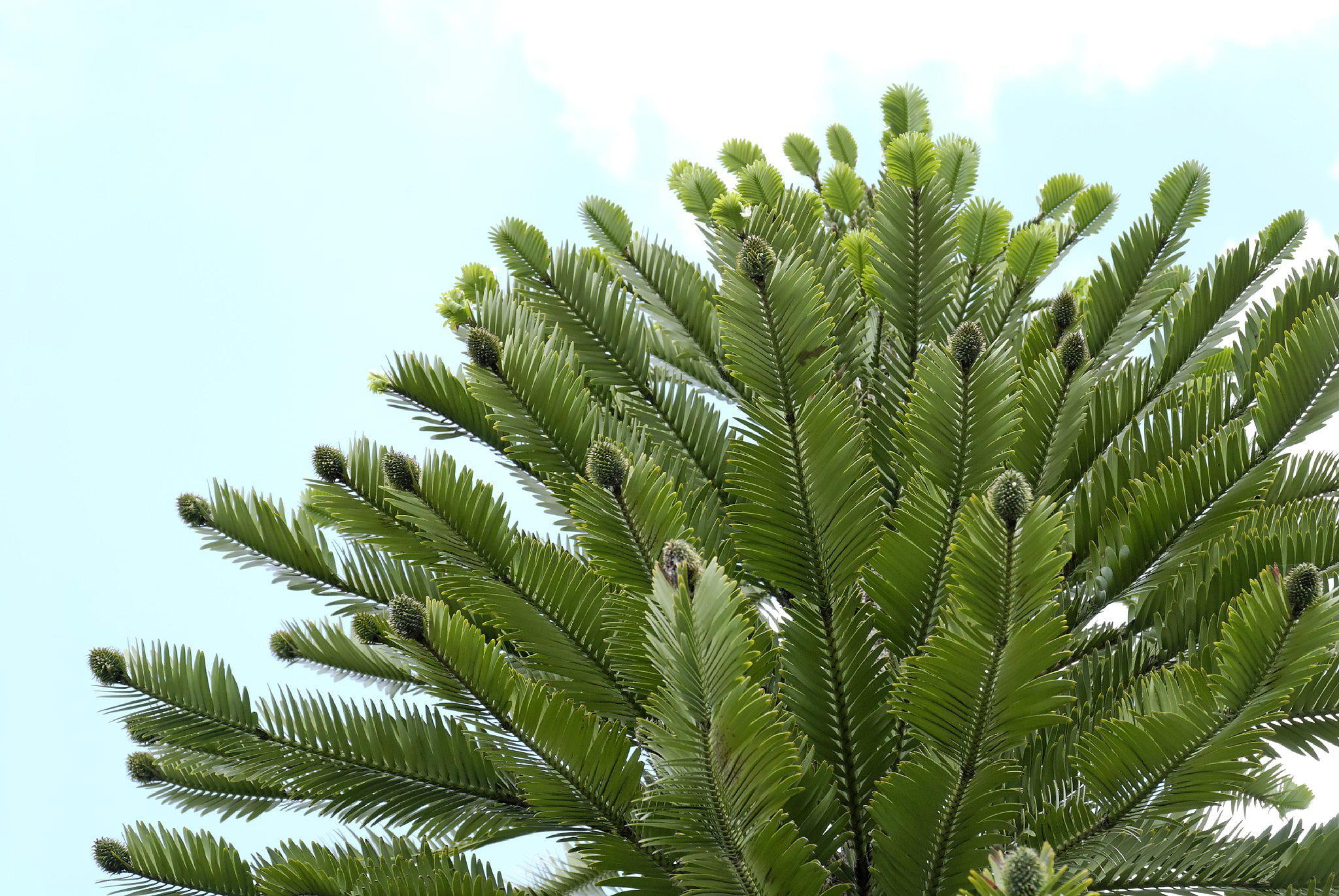 1080P, plant, wollemi pine, wollemi, green, ancient, conifer, dinosaur, woll, cones, wollemia, cone, primitive, pine, dinosaur tree, leaf, nobilis, HD Wallpaper