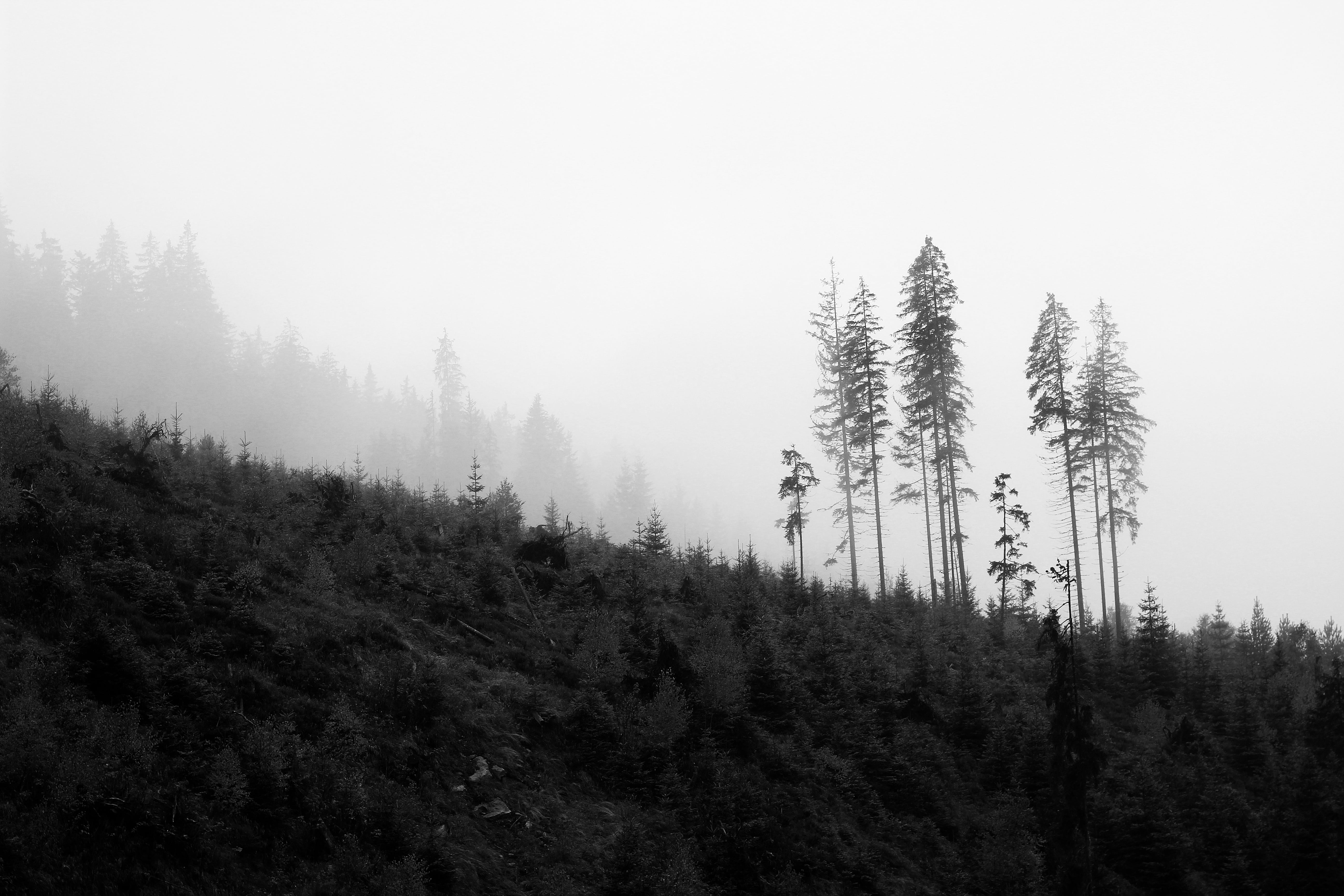 broken, dark, water, evergreen tree, coniferous tree, clouds, forest, heaven, landscape, nature, woodland, fog, trees, non-urban scene, day, shadow, simplicity, HD Wallpaper