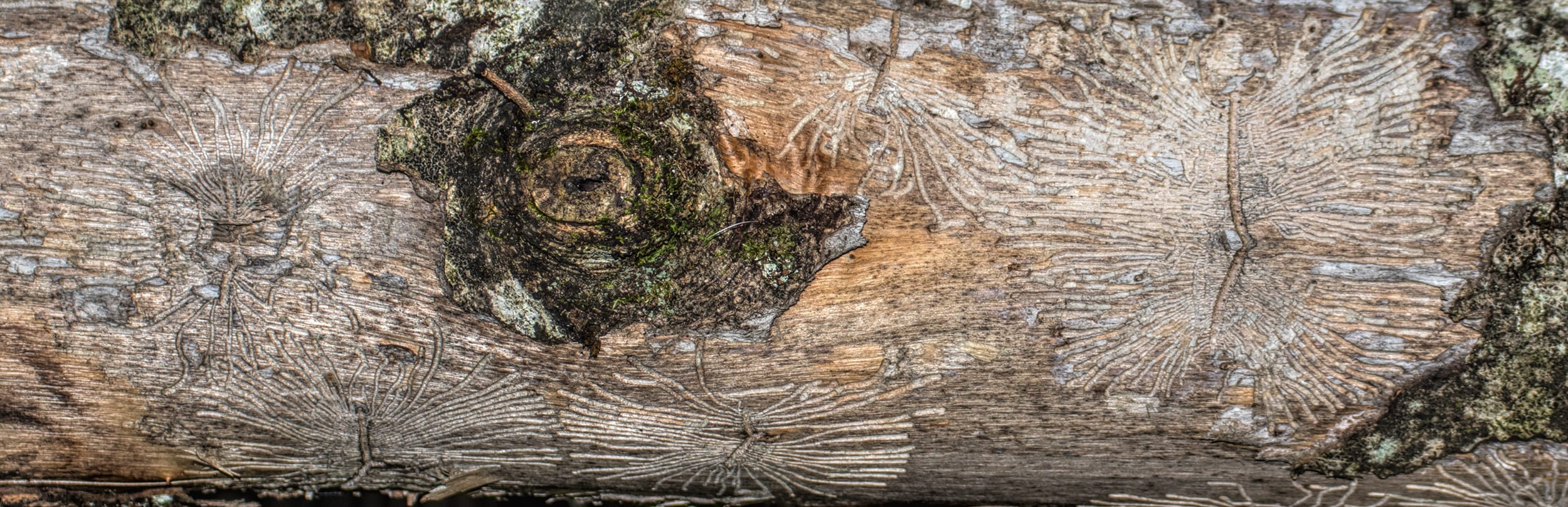 tribe, animal wildlife, structure, animal, 1080P, pattern, tree, ancient, textured, coniferous tree, marine, animal themes, animals in the wild, nature, HD Wallpaper