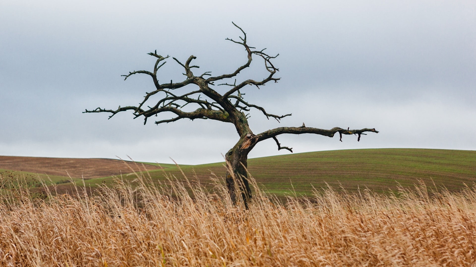 dead plant, field, sky, tranquility, grass, bare tree, scenics - nature, day, trees, non-urban scene, nature, environment, climate, outdoors, tree, 1080P, HD Wallpaper