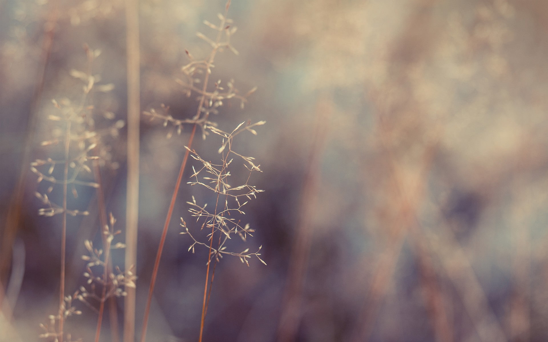 growth, dead plant, 1080P, winter, close-up, snow, fragility, selective focus, frozen, nature, outdoors, plant, no people, depth of field, day, beauty in nature, HD Wallpaper