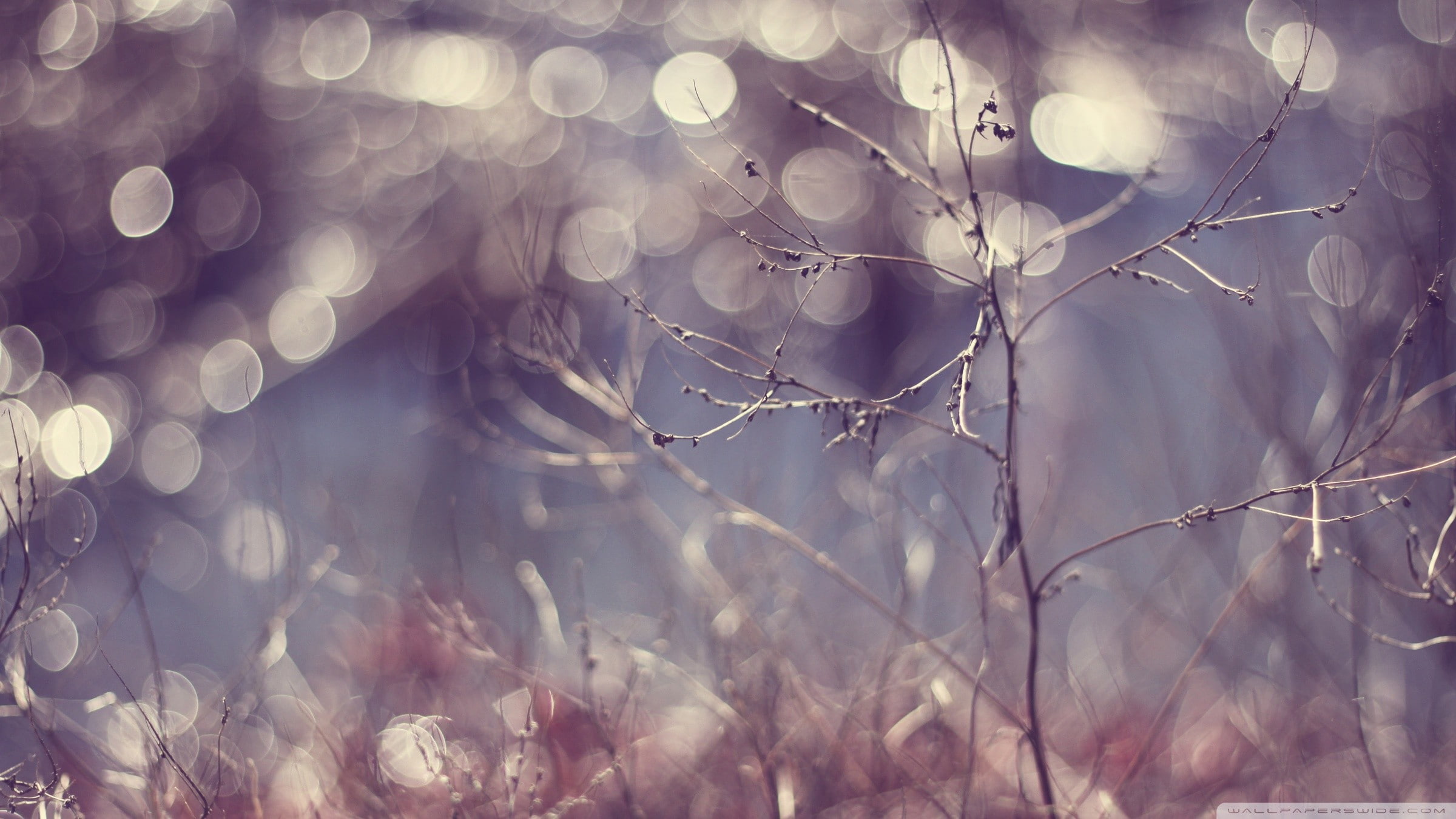 no people, plant, nature, beauty in nature, close-up, snowing, snow, growth, vulnerability, plants, cold temperature, tranquility, 1080P, branch, fragility, HD Wallpaper