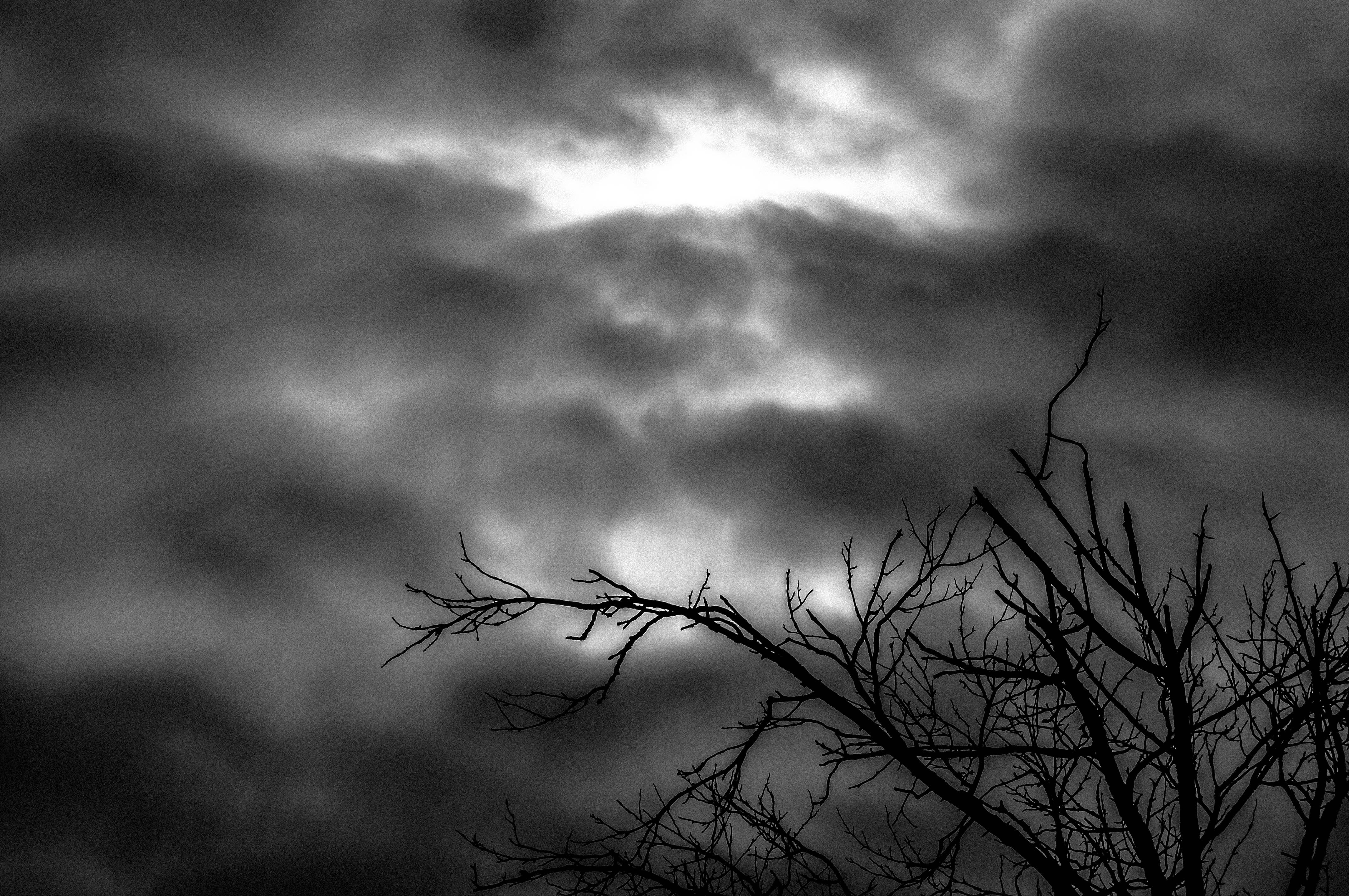 overcast, plant, scenics - nature, outdoors, sky, beauty in nature, branch, tranquil scene, cloud - sky, bare tree, low angle view, monochrome, dusk, growth, HD Wallpaper