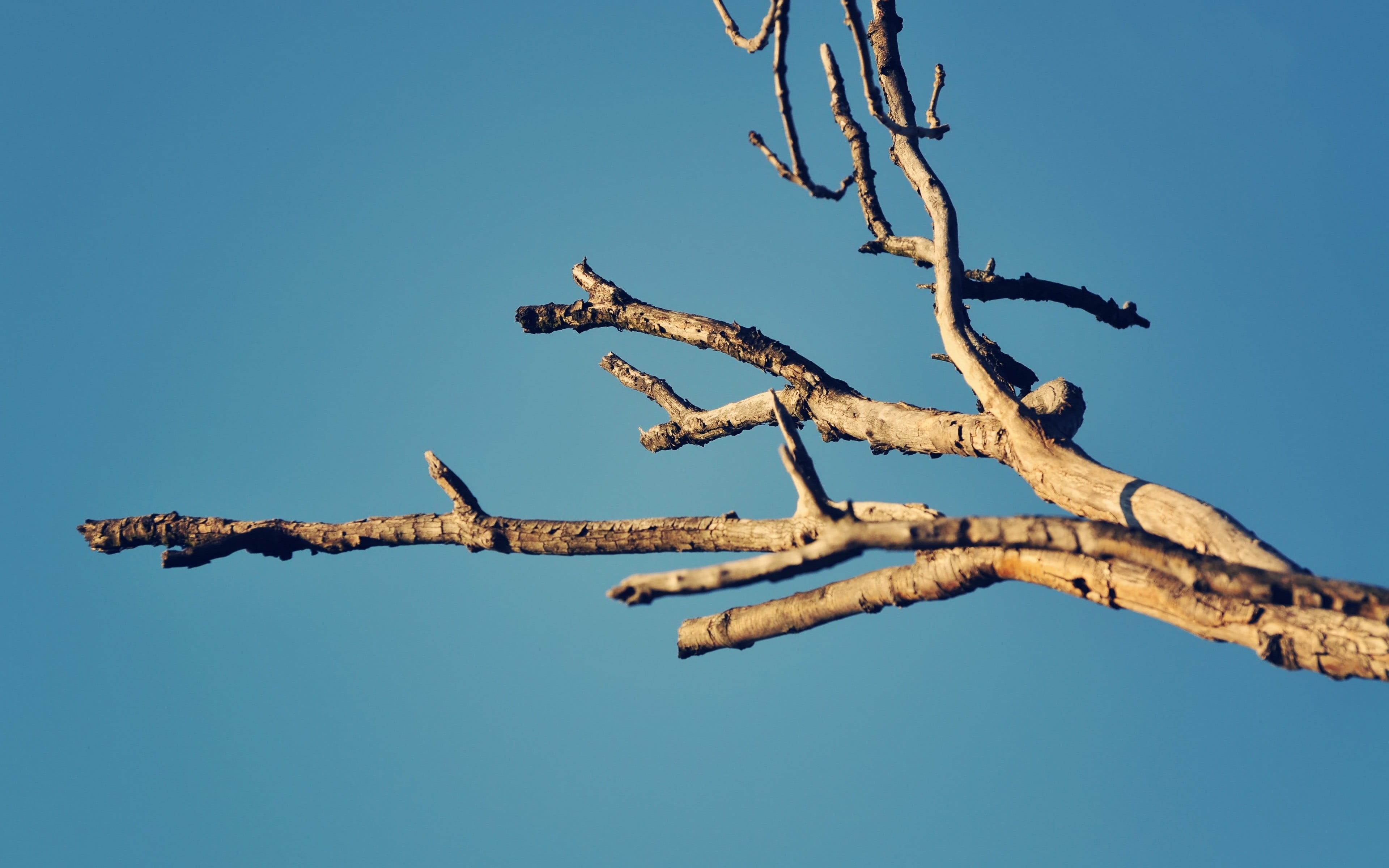 bare tree, copy space, dead plant, day, clear sky, tranquility, photography, 4K, plant, scenics - nature, trunk, tree, sky, sunlight, blue, branch, beauty in nature, HD Wallpaper