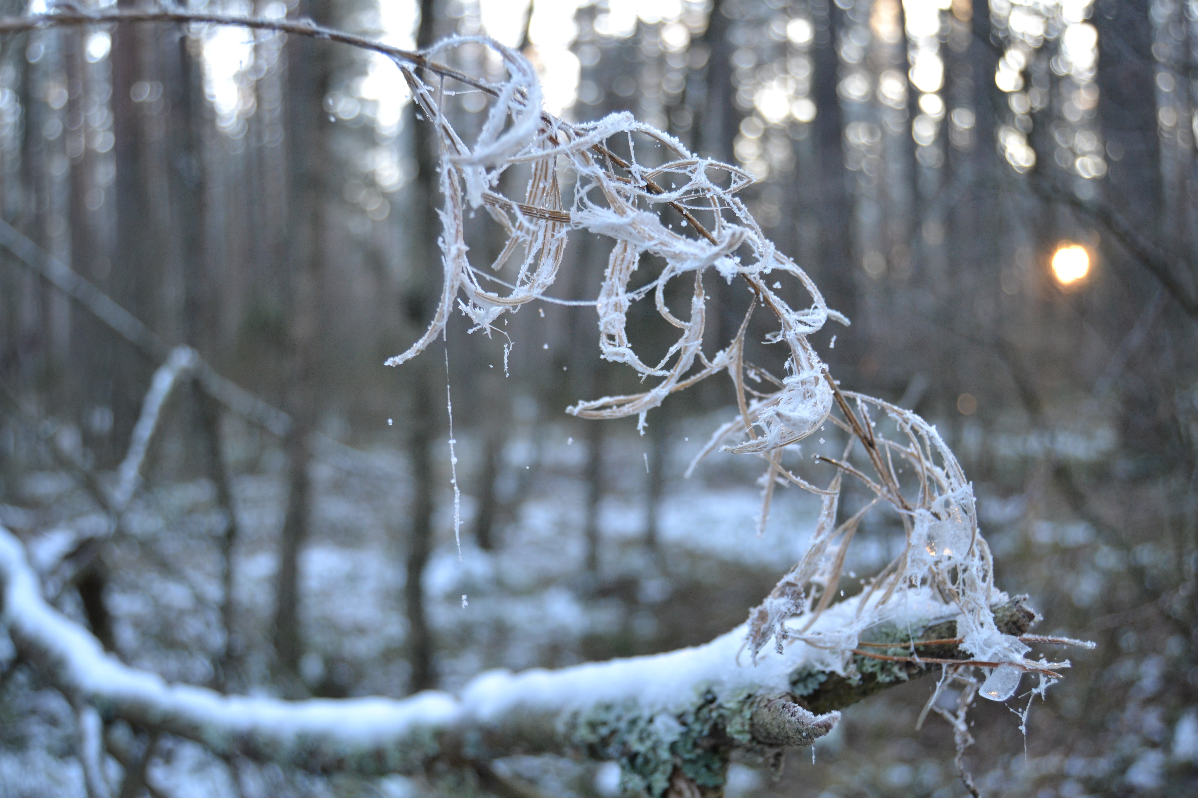 trees, frozen, depth of field, branch, white color, ice, extreme weather, no people, covered, icicle, land, snow, dead plant, twigs, cold temperature, sun rays, HD Wallpaper