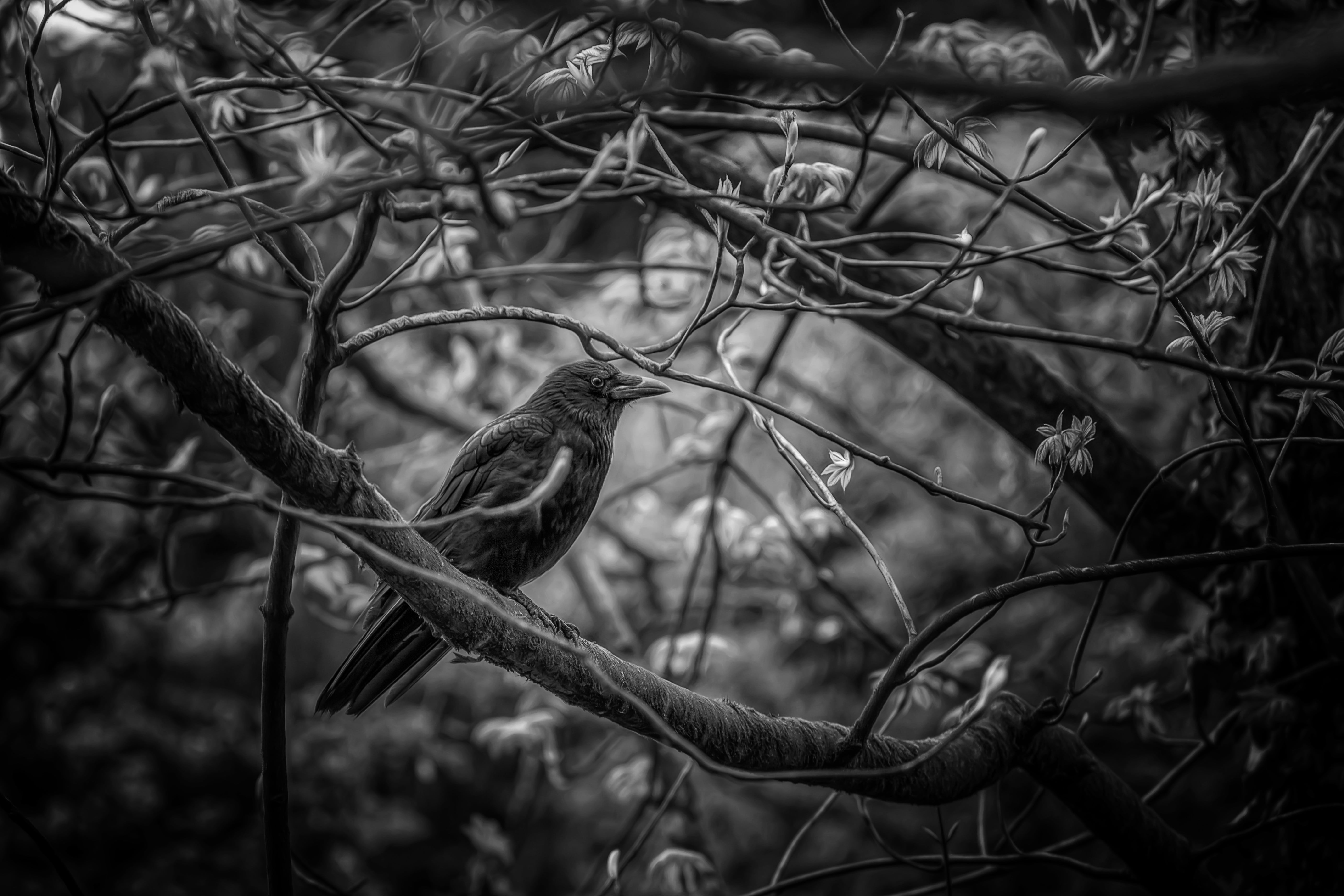 day, animal themes, nature, dead plant, tree, 5K, growth, focus on foreground, vertebrate, birds, animals, branch, outdoors, animals in the wild, animal wildlife, HD Wallpaper