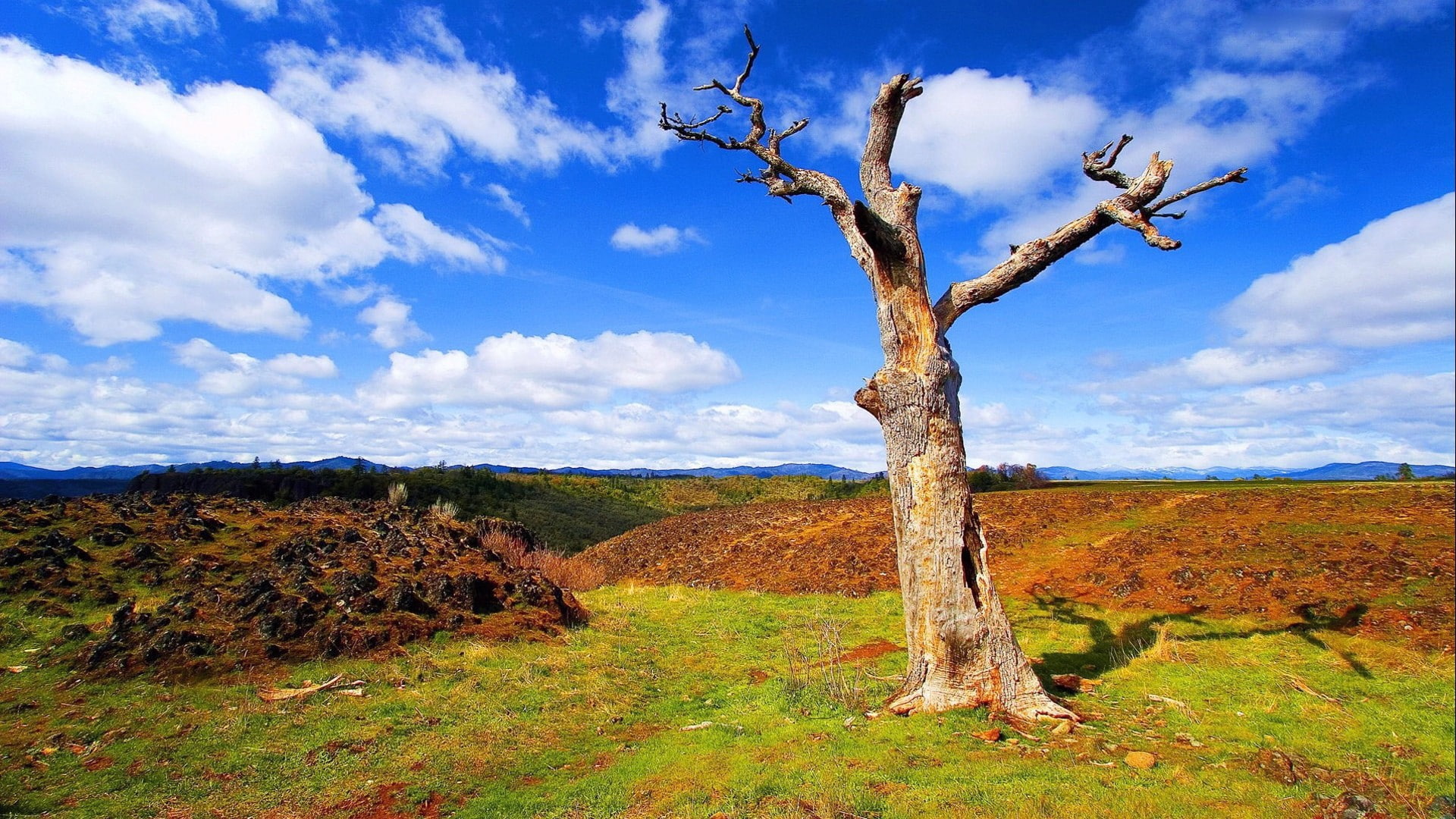 sky, arid climate, land, environment, tranquility, non-urban scene, tranquil scene, cloud - sky, nature, dead plant, tree trunk, no people, landscape, outdoors, HD Wallpaper
