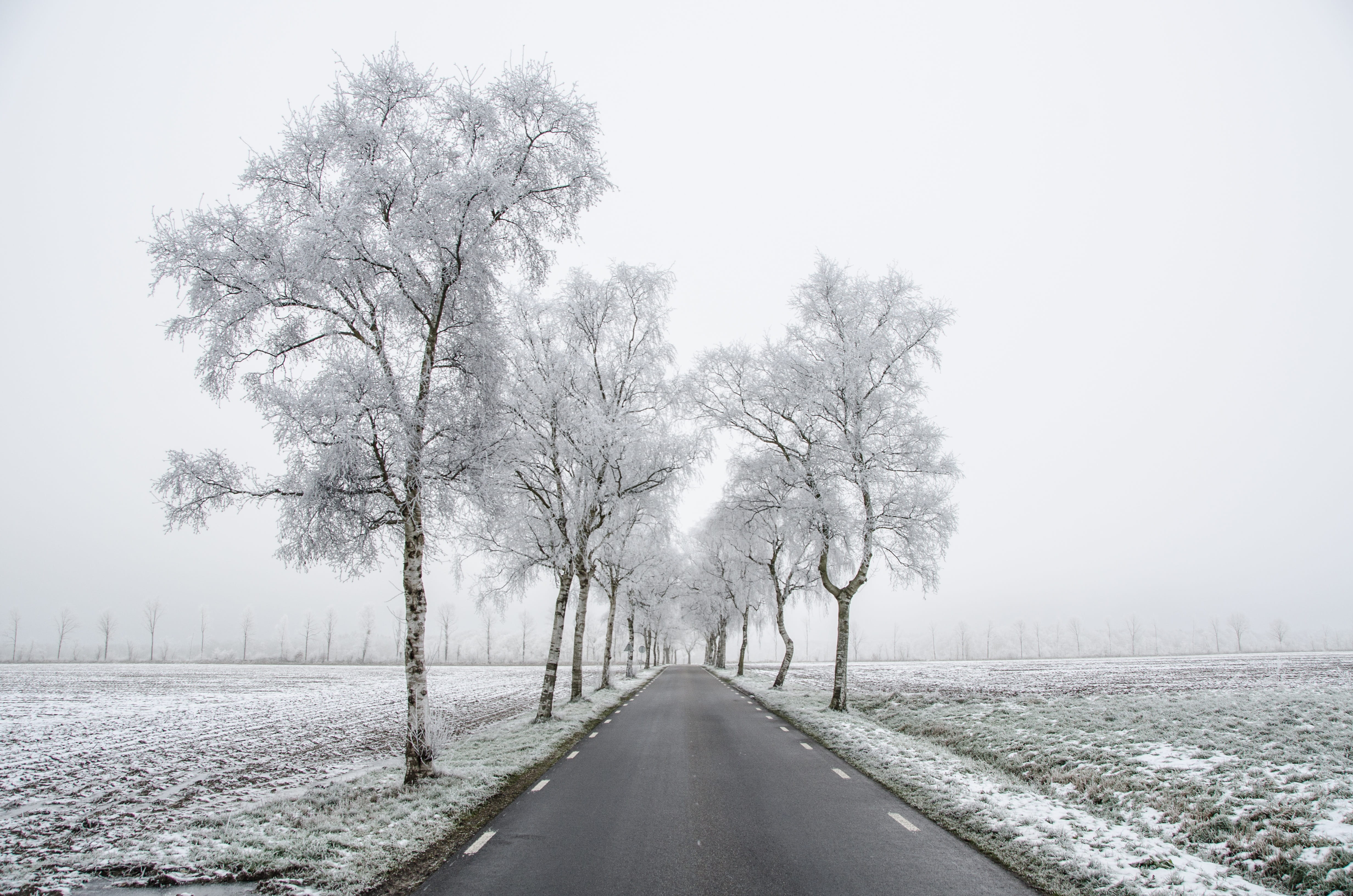 long, nature, snow, grass, the way forward, diminishing perspective, outdoors, non-Urban Scene, ice, white, Fog, Dark, treelined, snowflake, Road, weather, HD Wallpaper