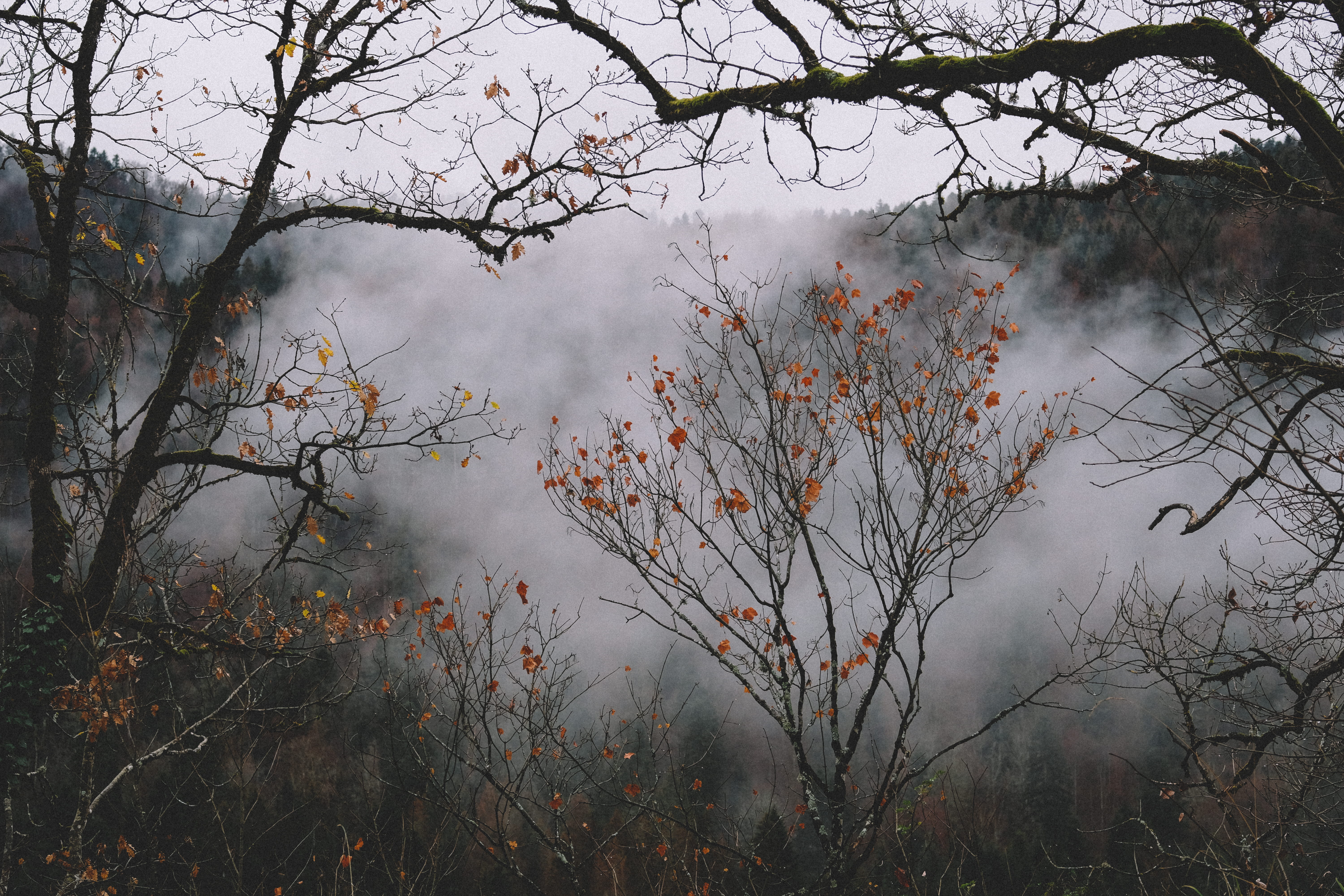 bare, beauty in nature, france, weather, nature, outdoors, winter, forest fire, day, non-urban scene, fire, 5K, smoke, plant, mist, foncine, tree, pollution, HD Wallpaper