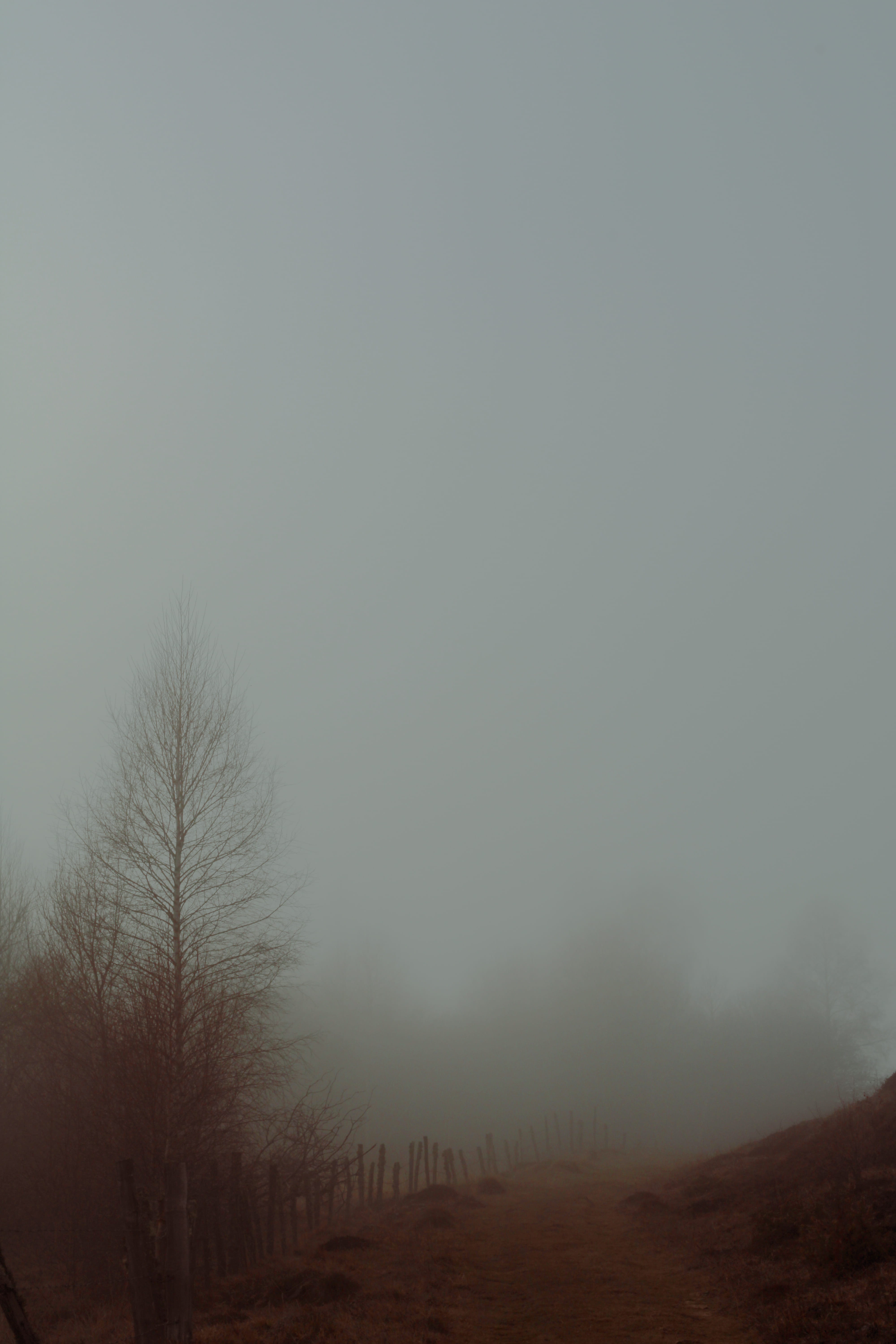 dead trees, scenics - nature, non-urban scene, tranquil scene, environment, landscape, nature, imaginary, weather, hiking, forest, 5K, no people, bare tree, Phone HD Wallpaper