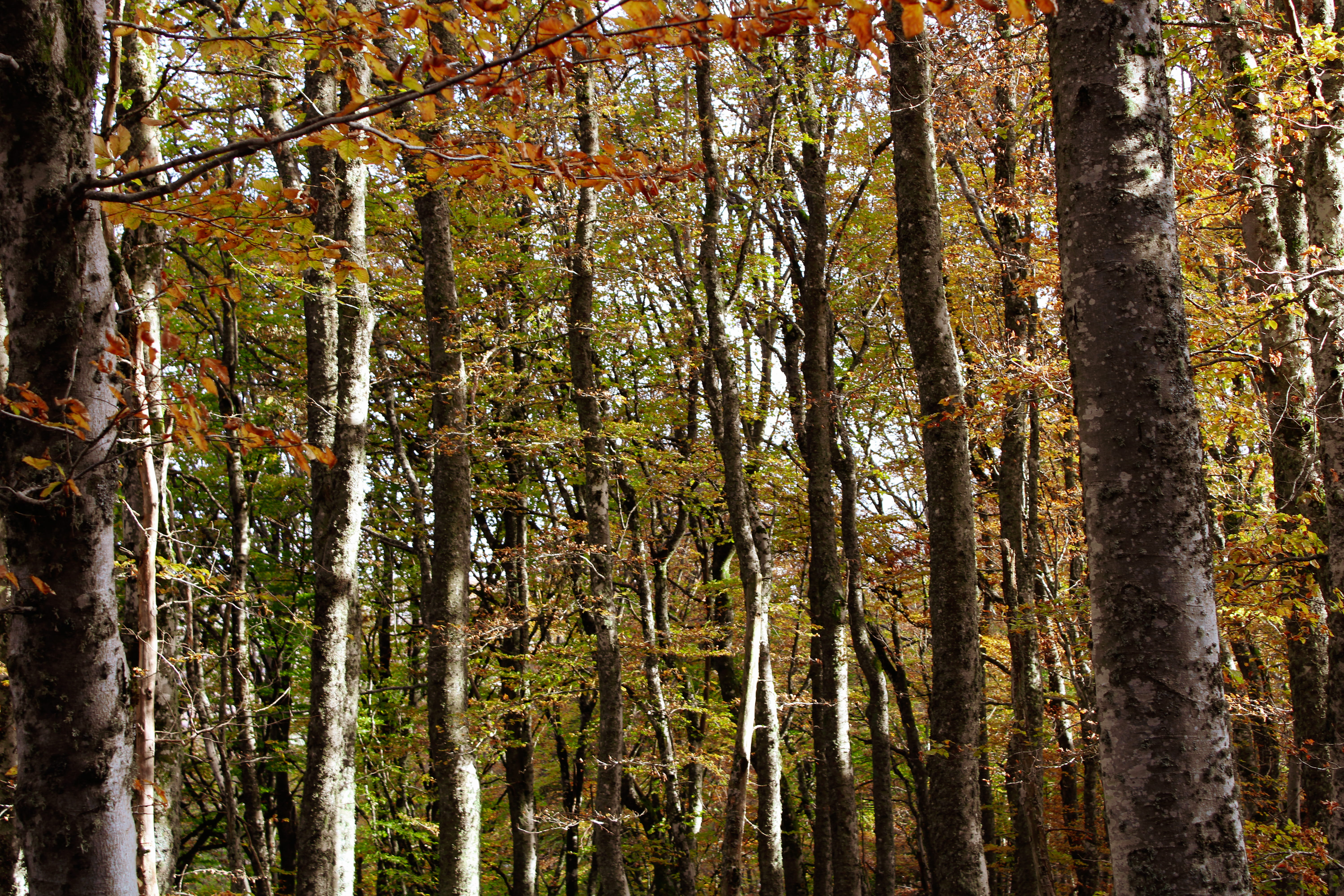 no people, autumn, mystery, low angle view, tranquility, green, outdoors, pine woodland, cantal, wild, maze, woodland, scenics - nature, tree trunk, non-urban scene, HD Wallpaper