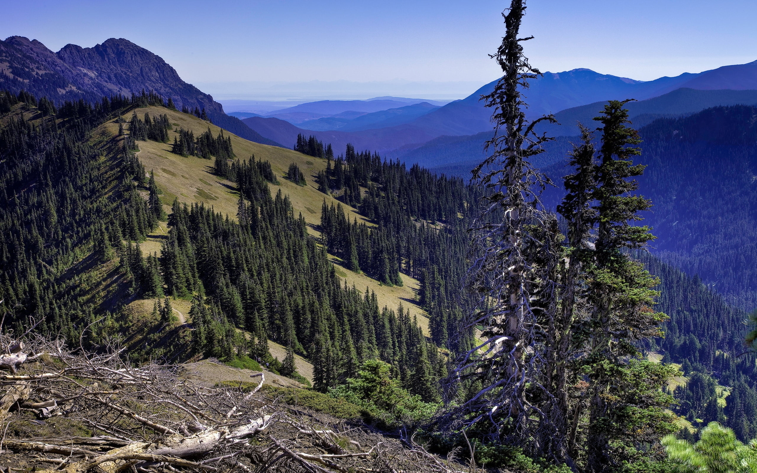 branches, scenics, plant, travel, beauty In Nature, color Image, national Park, wilderness Area, coniferous tree, european Alps, mountain Peak, canada, HD Wallpaper