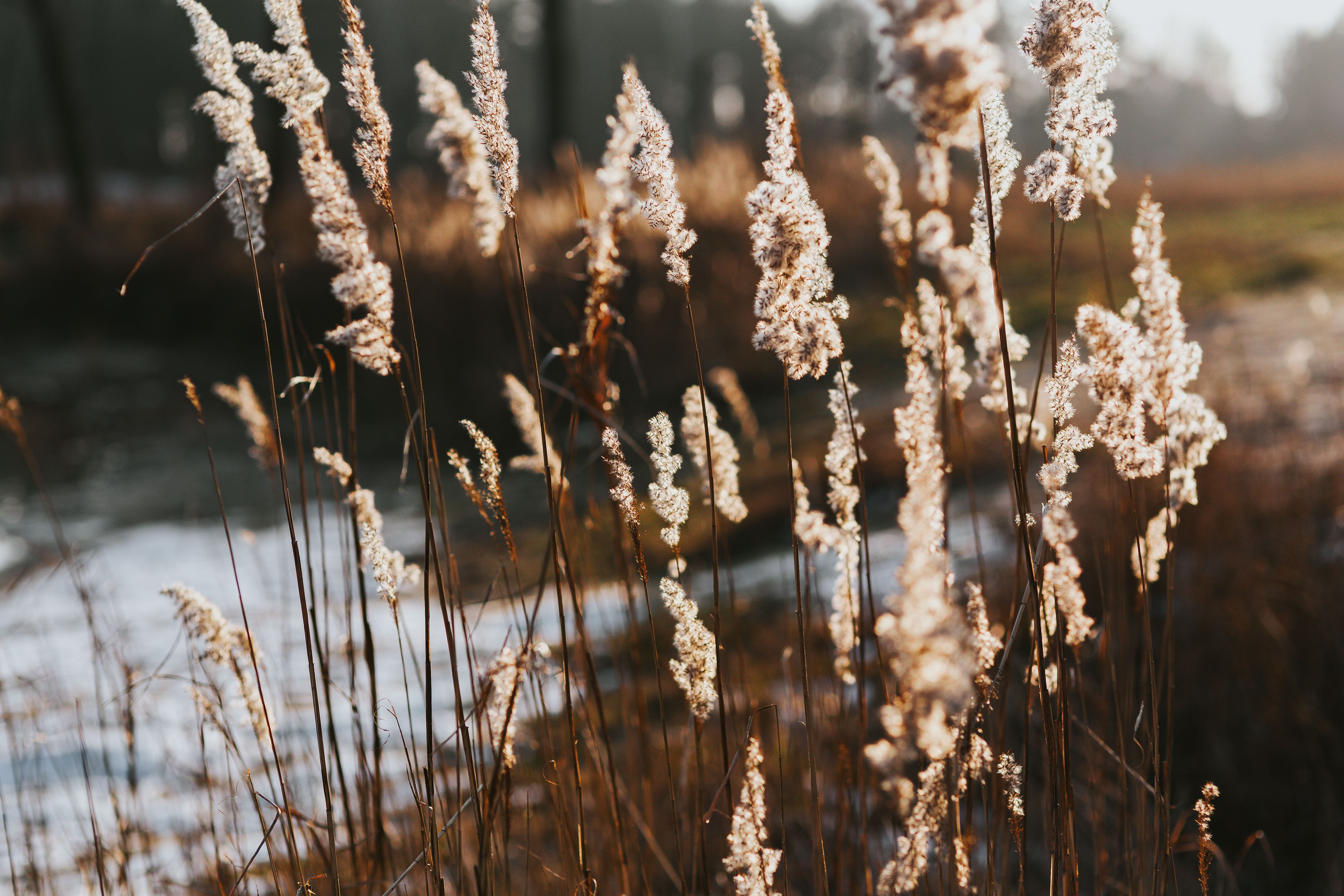 beauty In Nature, dog, nature, lake, swan, water, day, outdoors, landscape, vulnerability, 5K, close-up, winter, grass, land, no People, field, plant stem, HD Wallpaper