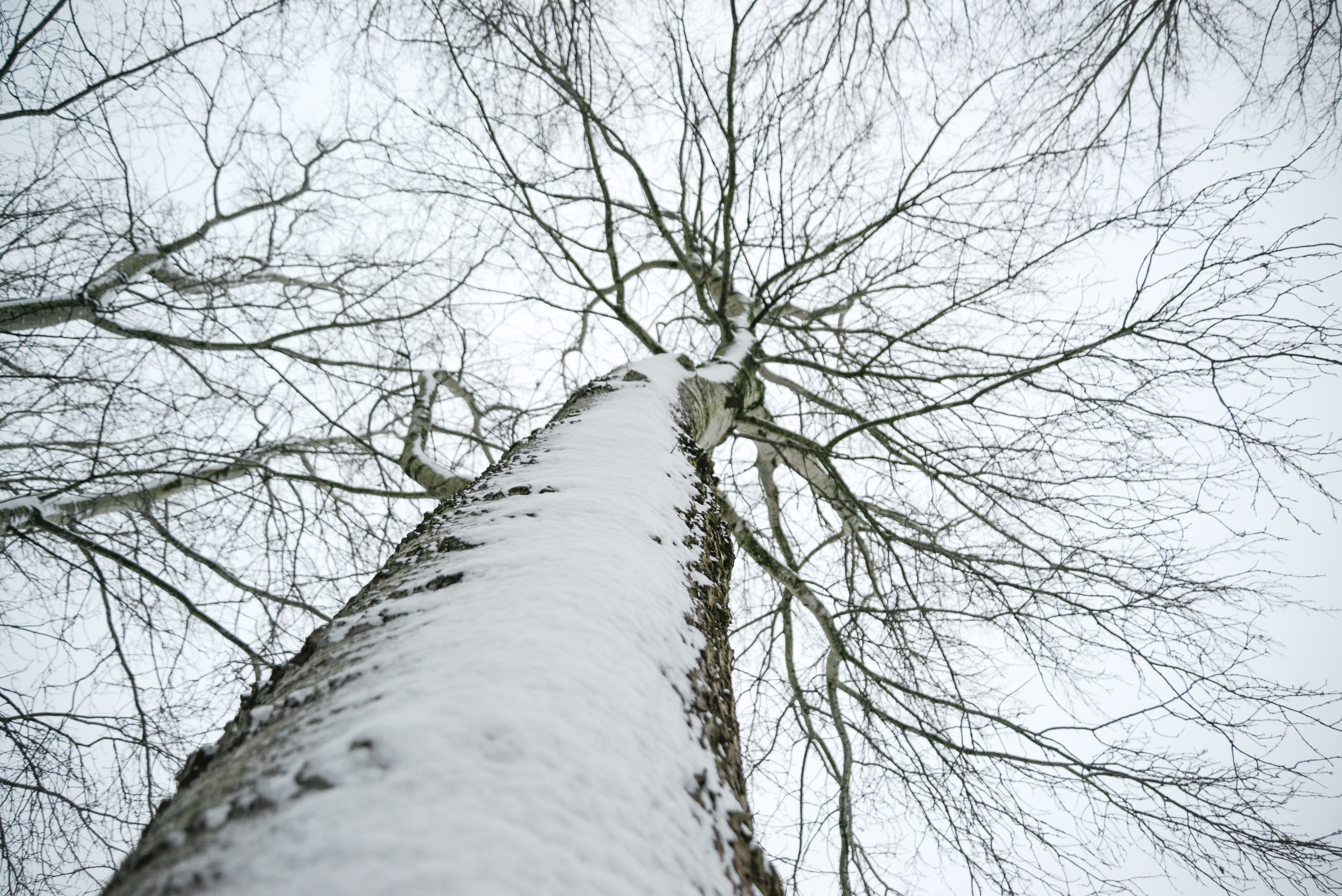 trunk, scenics - nature, nature, low angle shot, twigs, forest, season, land, winter, sky, angle, pollution, no people, day, tree branches, wood, photo, HD Wallpaper