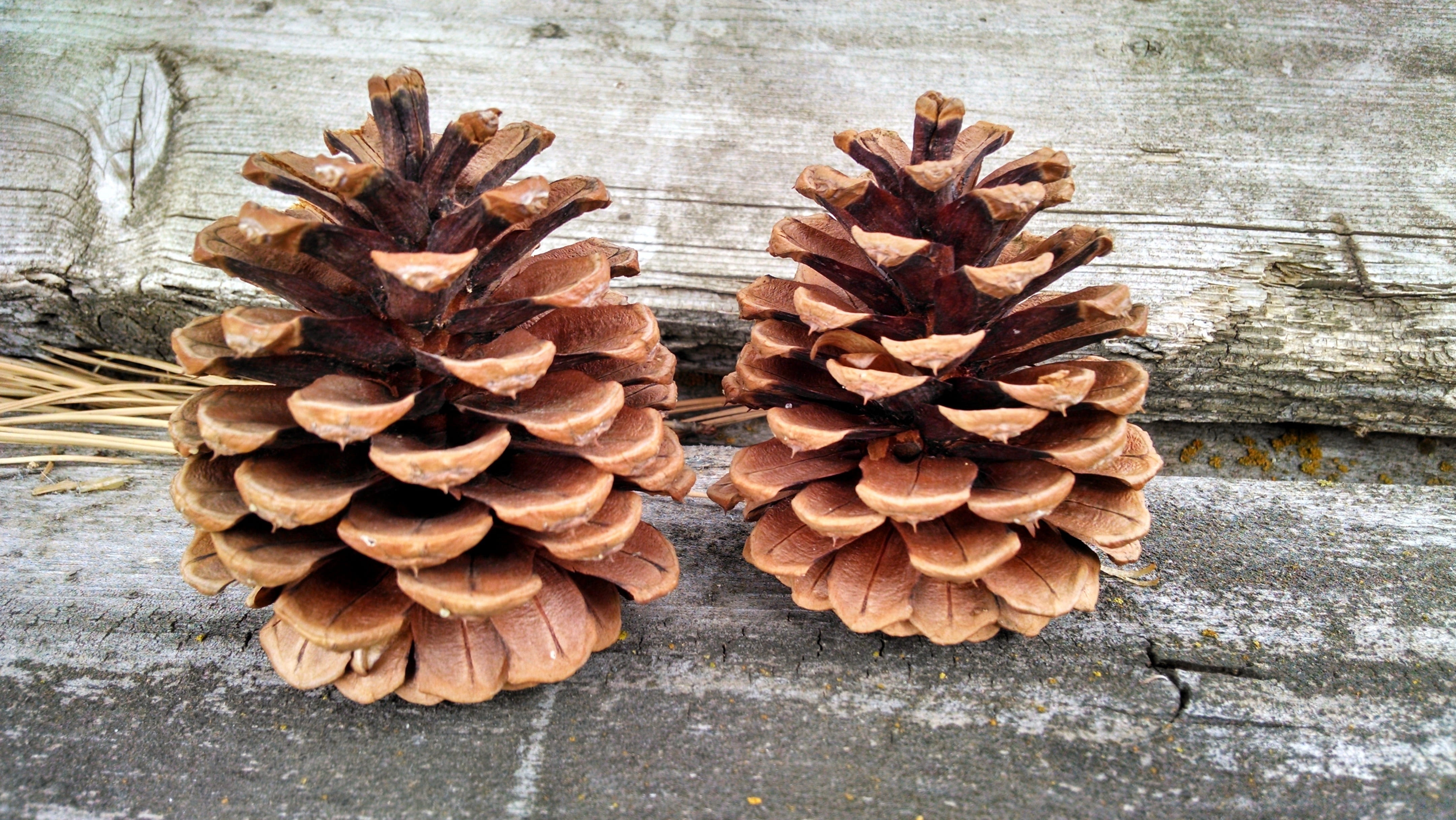 texture, nature, two, 4K, no people, shape, brown, old, rustic, wooden, table, close-up, conifer cone, cone, design, wood - material, abundance, plant, HD Wallpaper