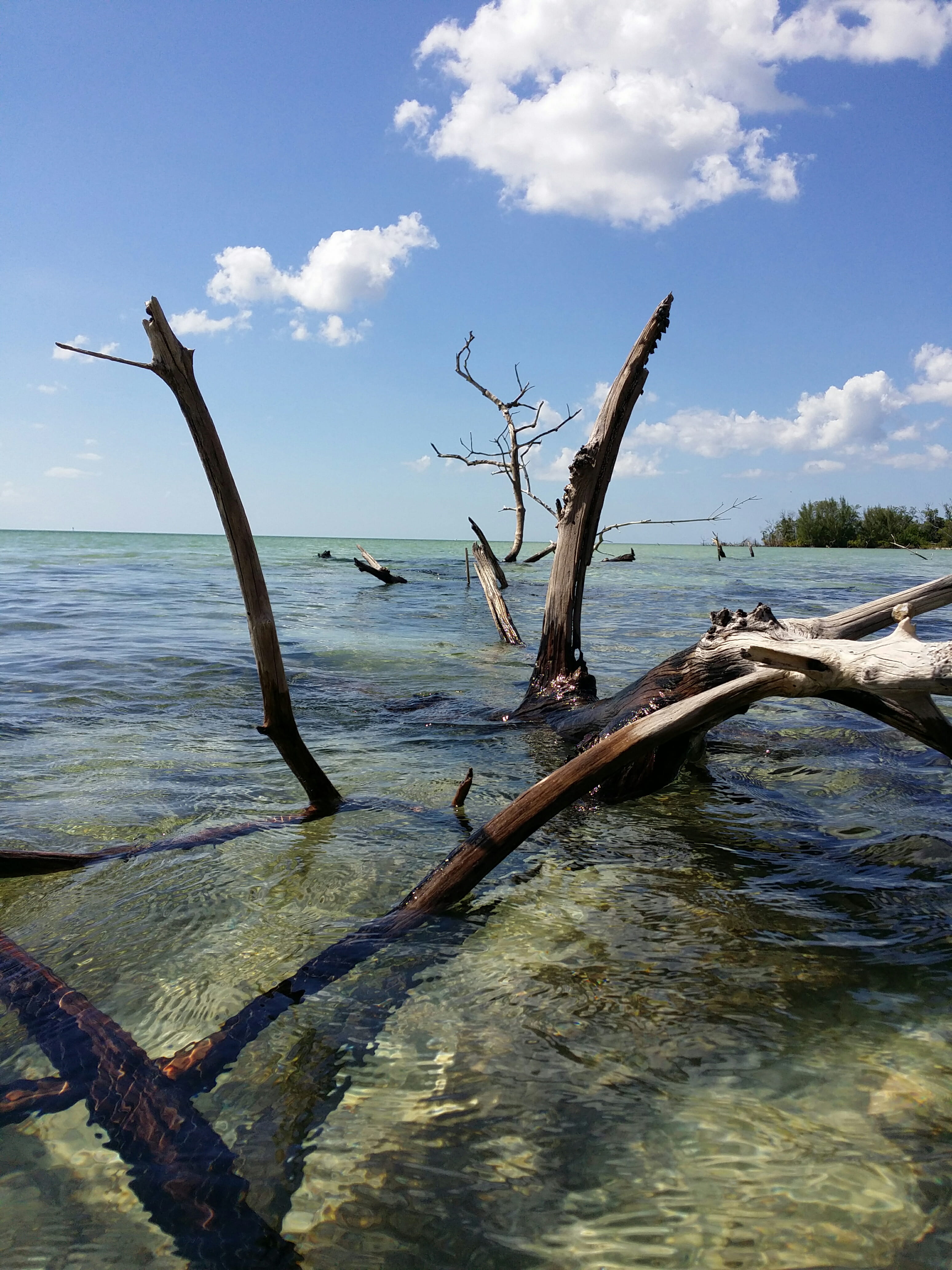 united states, nature, tranquility, beauty in nature, tranquil scene, city of marco, day, driftwood, scenics - nature, wood - material, water, 4K, wood, Phone HD Wallpaper