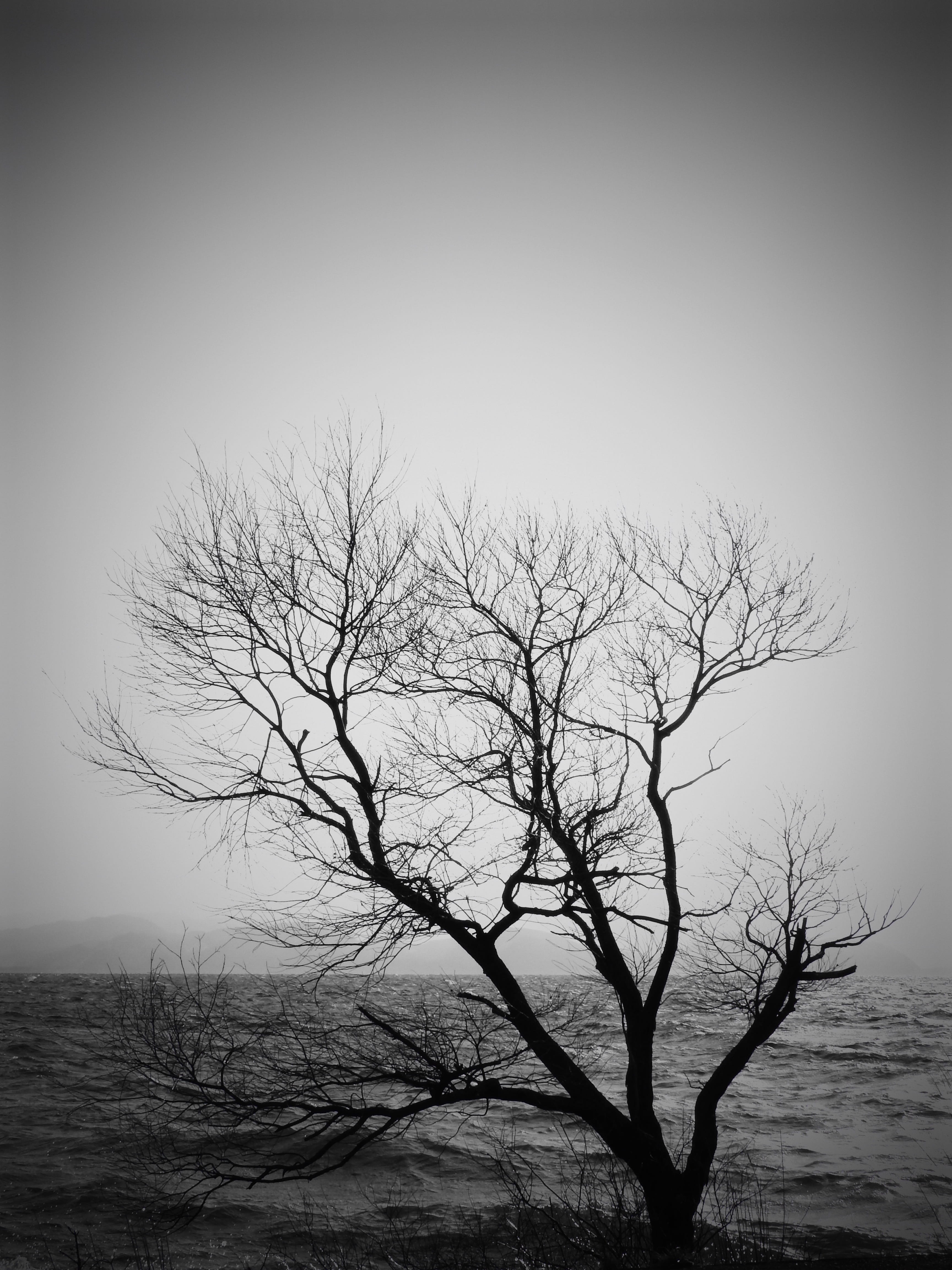 landscape, tree trunk, Japan, branch, wood, dark, dead Plant, clear sky, environment, black And White, isolated, loneliness, plant, Lake, day, nature, no people, Phone HD Wallpaper