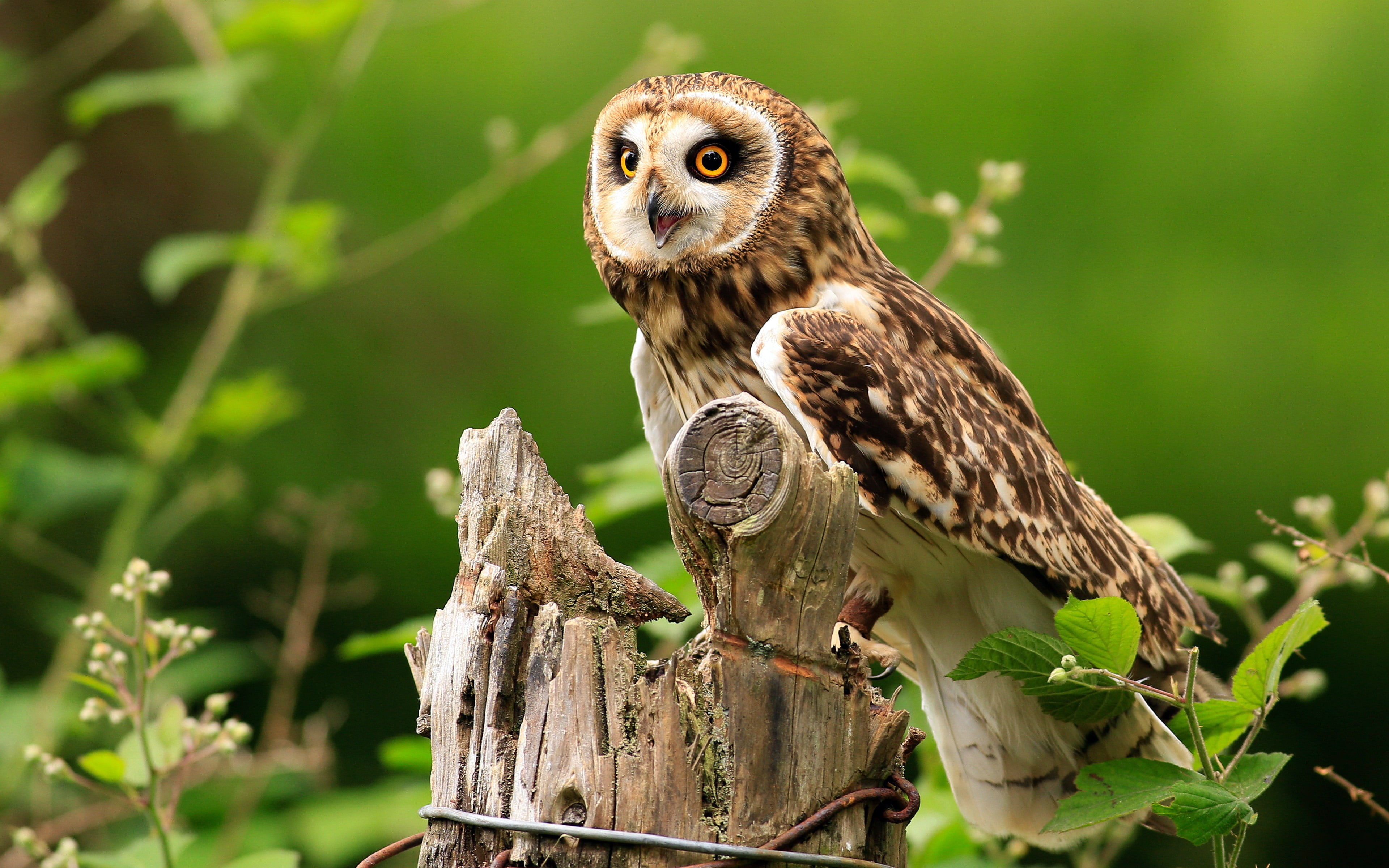 plant, owl, wood - material, jungle, animal wildlife, vertebrate, animal themes, perching, animal, outdoors, close, no people, one animal, nature, wood, HD Wallpaper